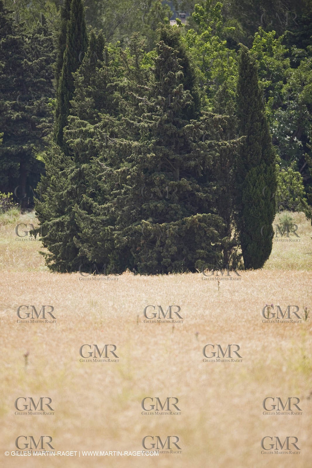 June 24th 2008 - Saint Rémy de Provence (FRA,13) - Alpilles hills landscapes