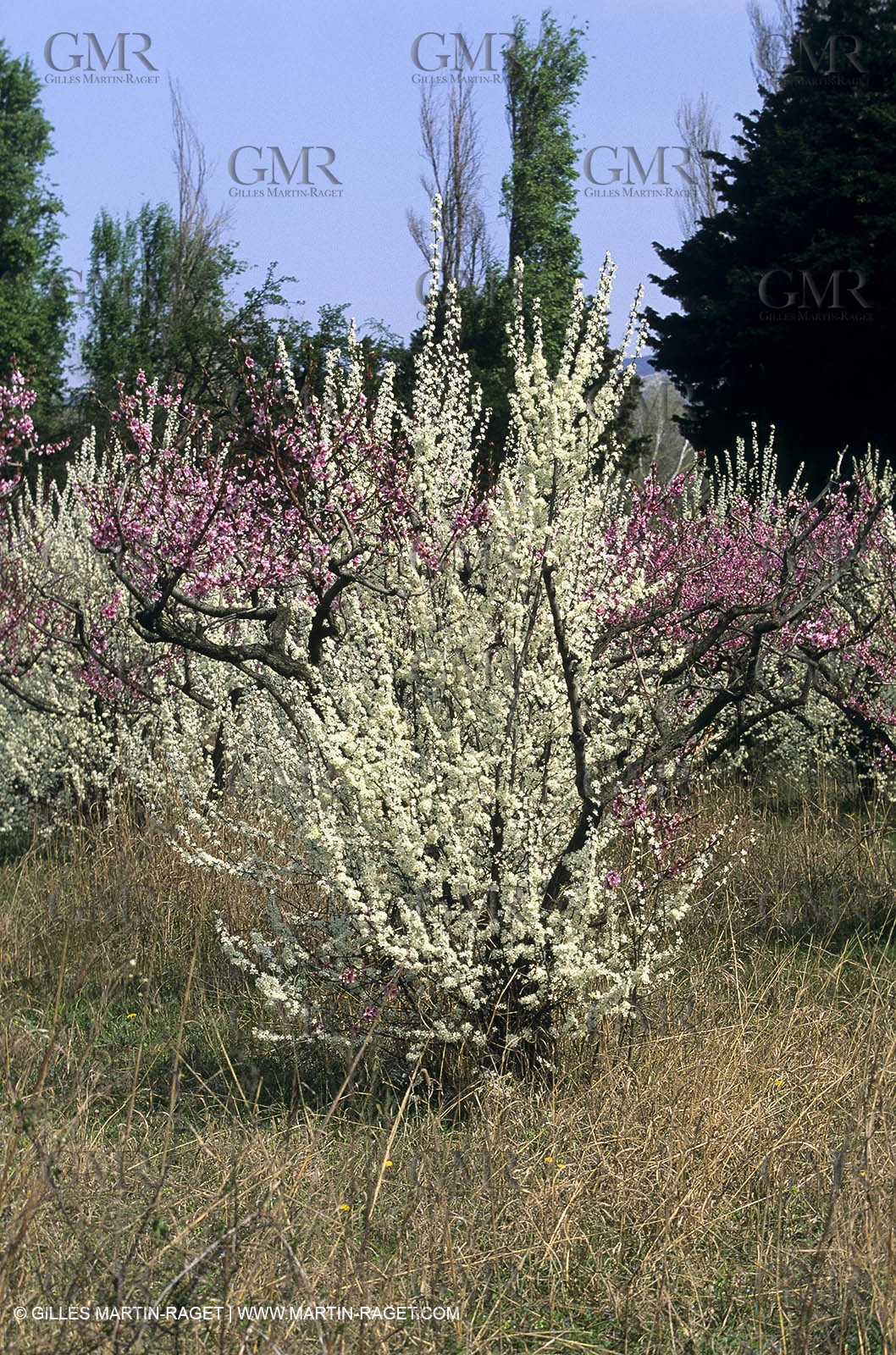 Luberon, Vaucluse (FRA,84) - Fruit trees blooming