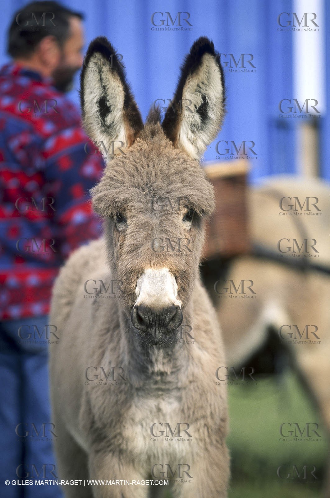 Saint Rémy de Provence (FRA,13) - Sheep stocks migration Fest