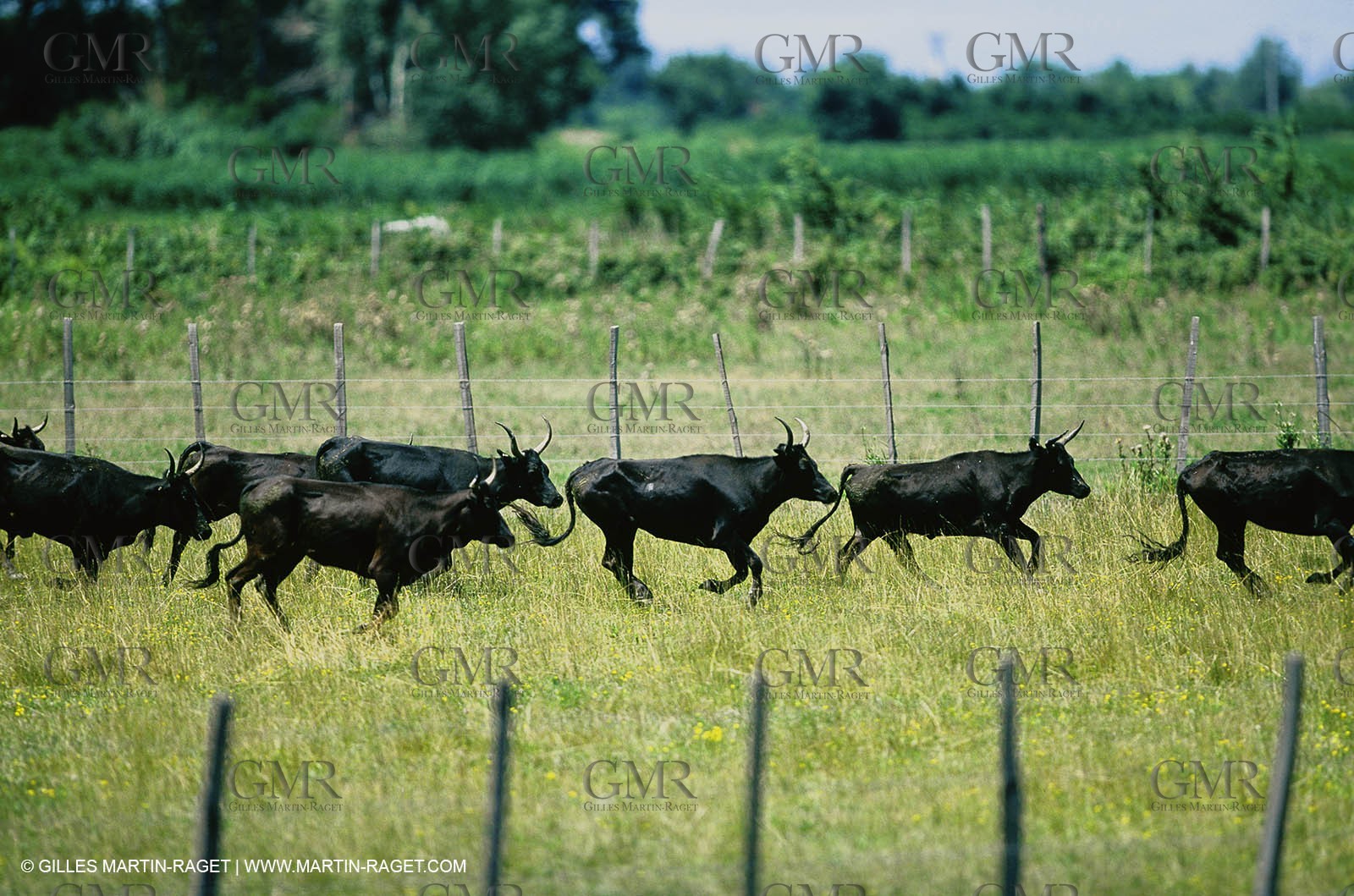Bouches du Rhône, Camargue (FRA 13) - Camargue bulls
