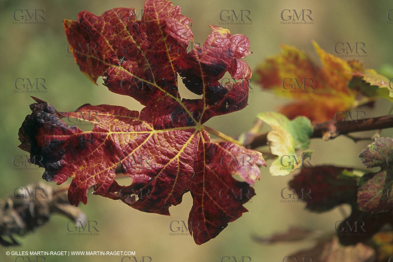 France, Provence, Vignobles des vins de Provence