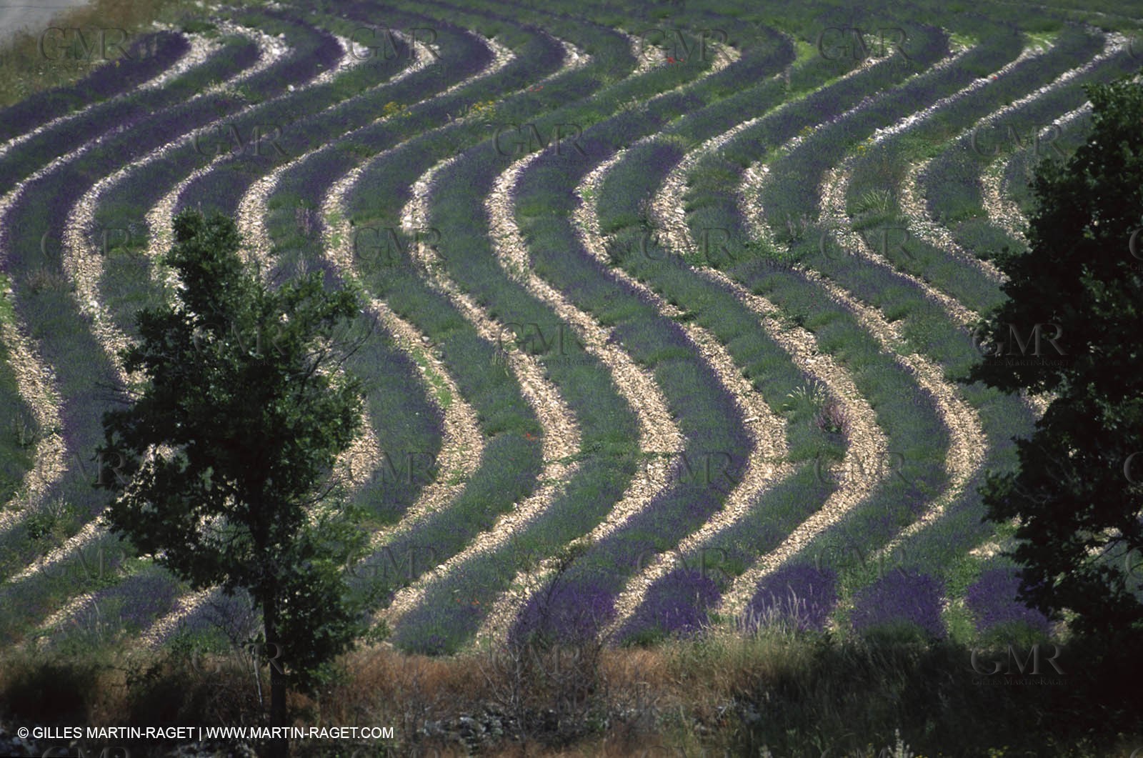 Hgher Provence - Lavender fields