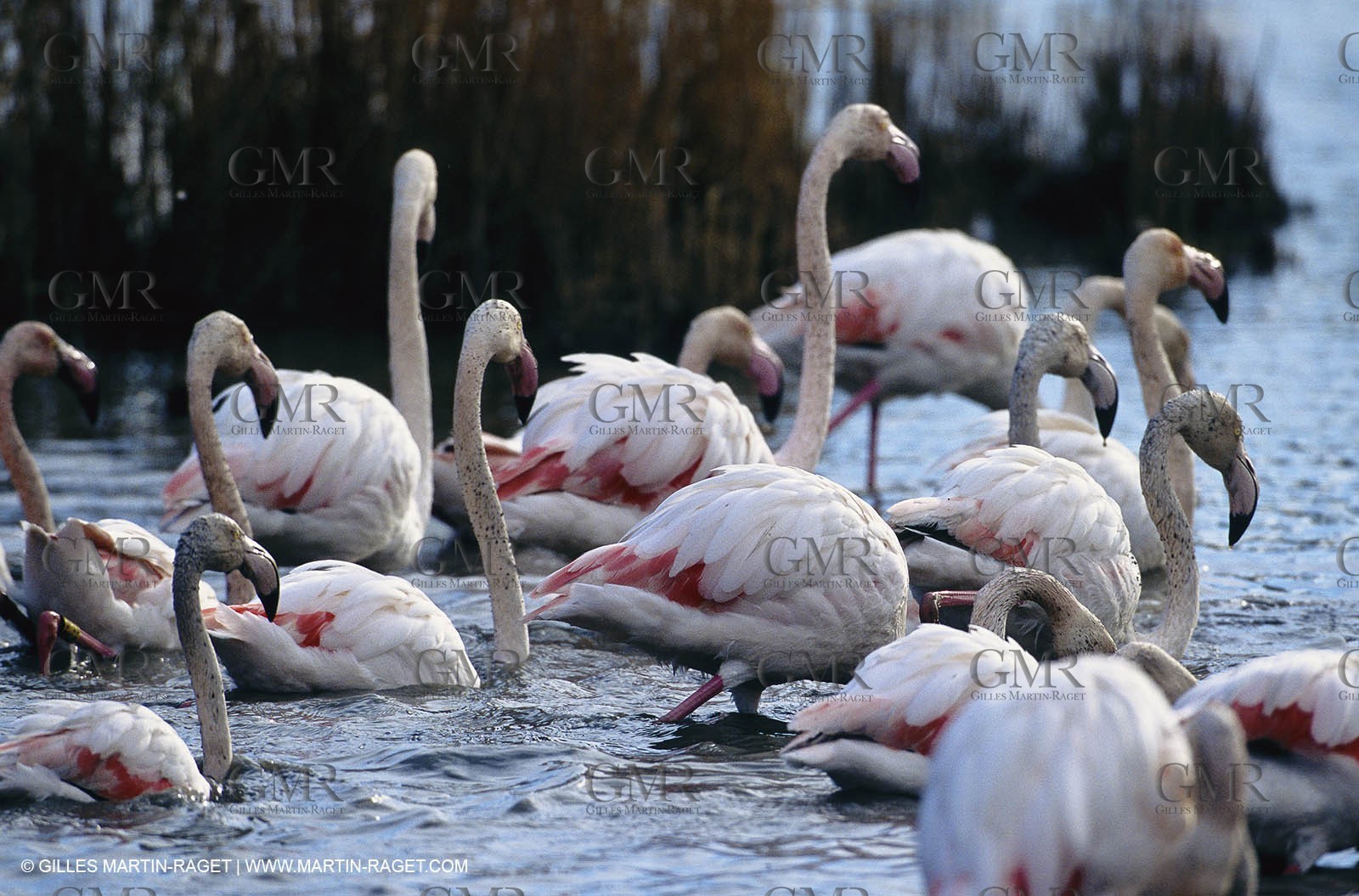 Camargue (FRA,13) - Flamingos in the Camargue