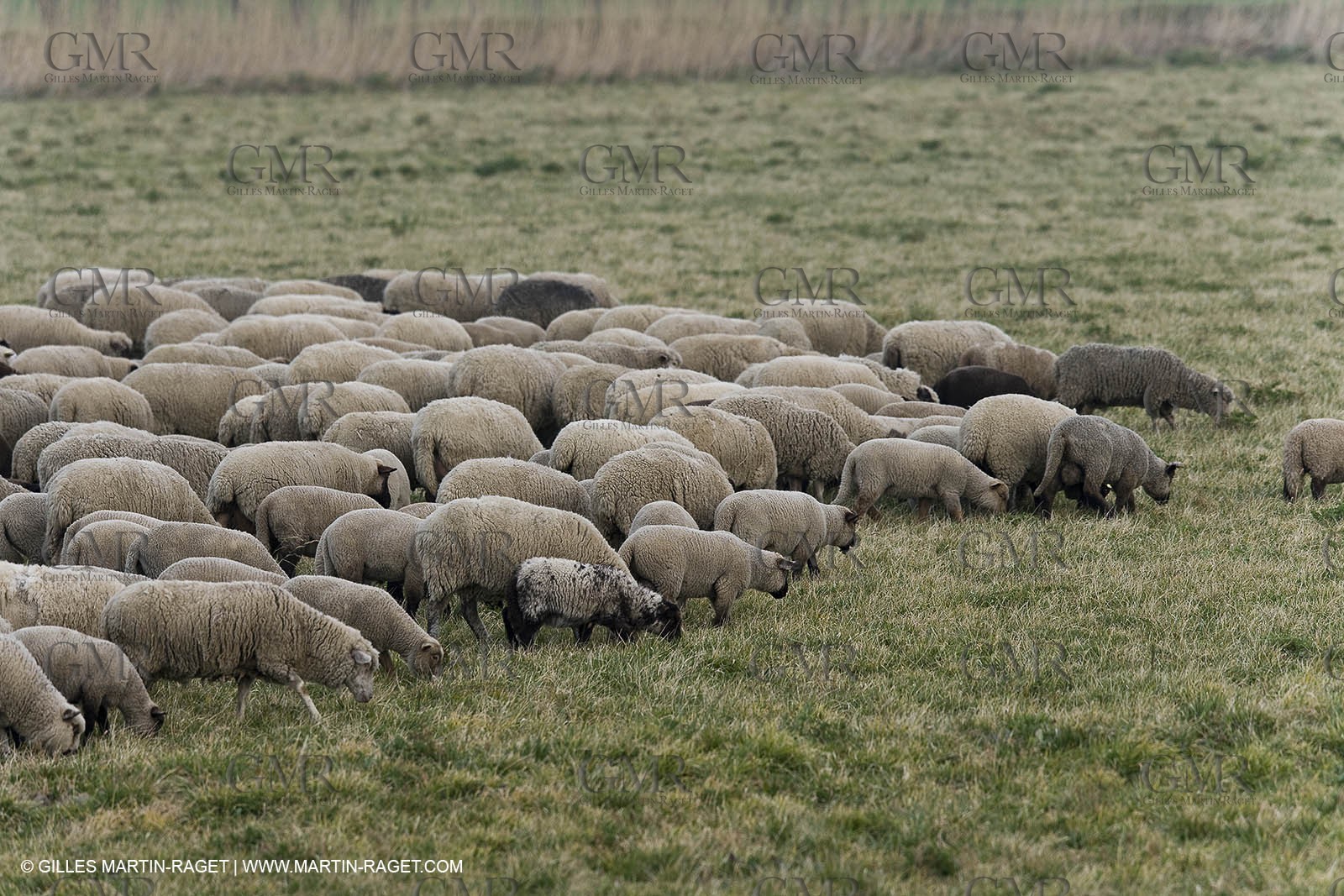 16 02 2008 - Les Baux de Provence (FRA, 13) - Alpilles hills landscapes