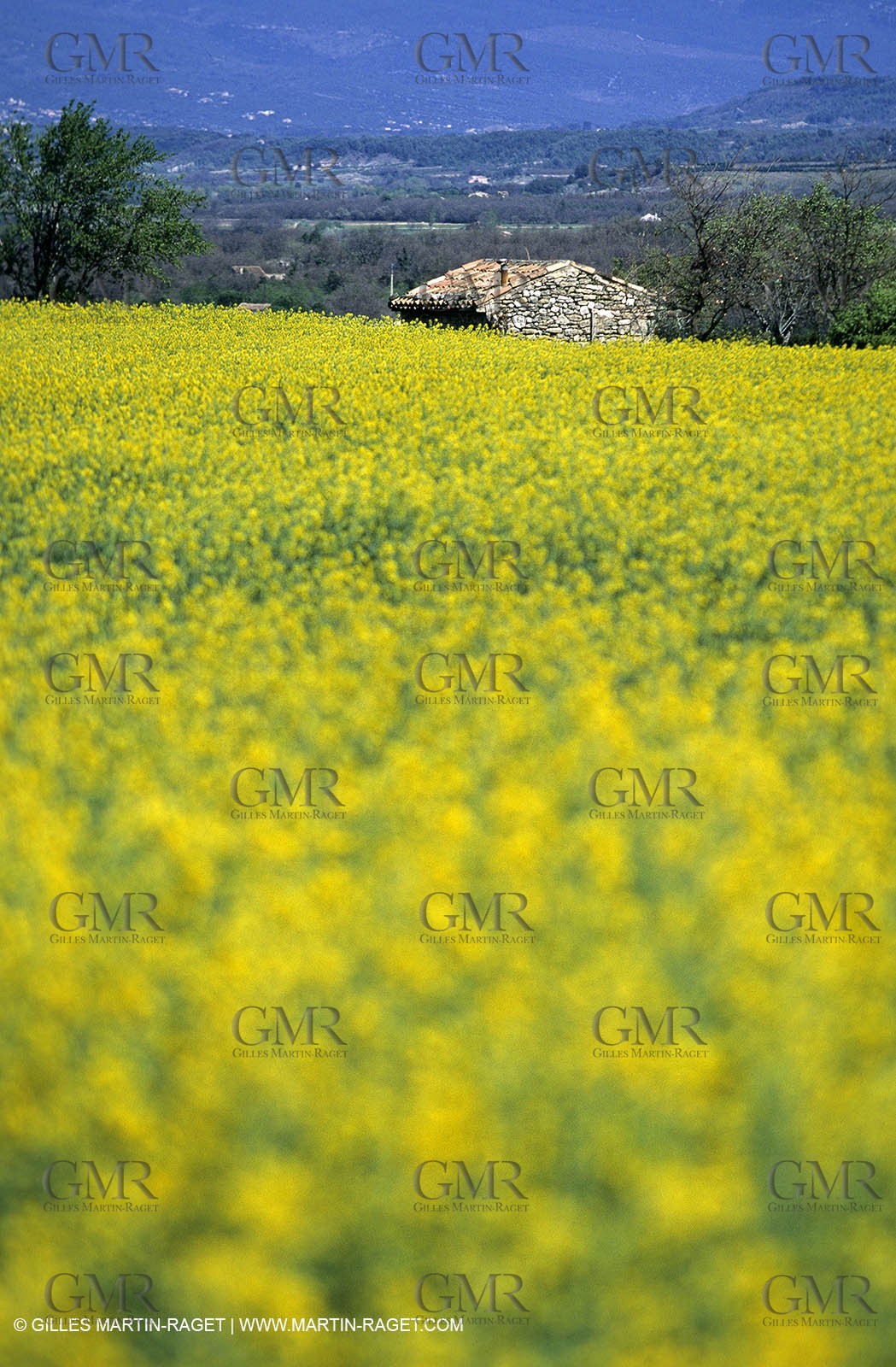 Alpilles (FRA,13), Rape fields