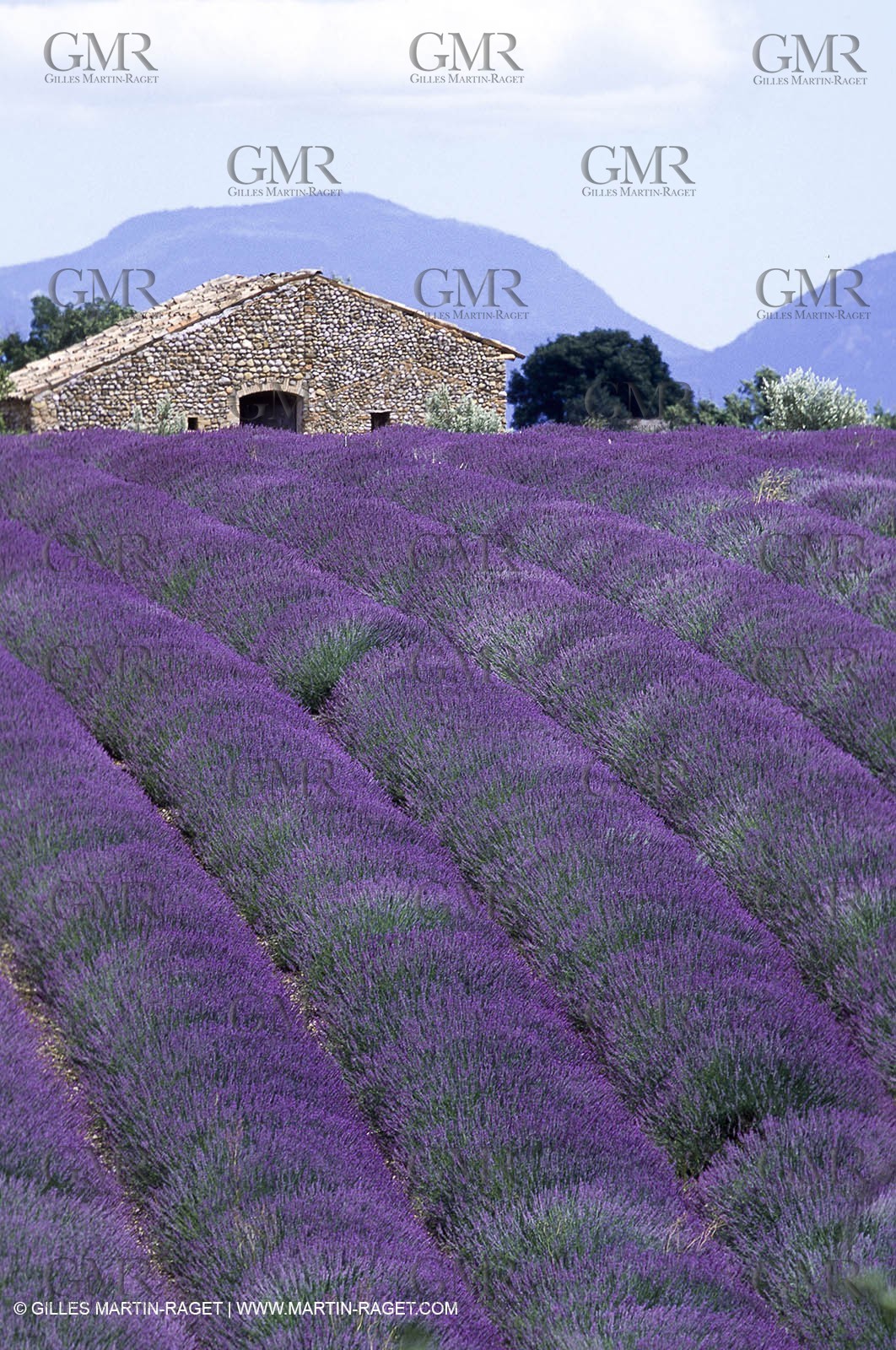 Hgher Provence - Lavender fields