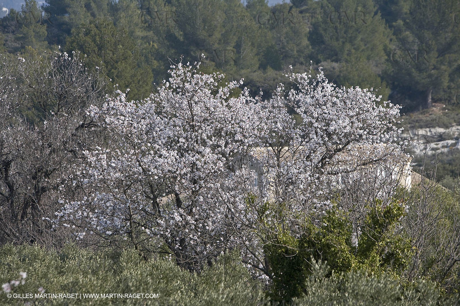 16 02 2008 - Les Baux de Provence (FRA, 13) - Alpilles hills landscapes