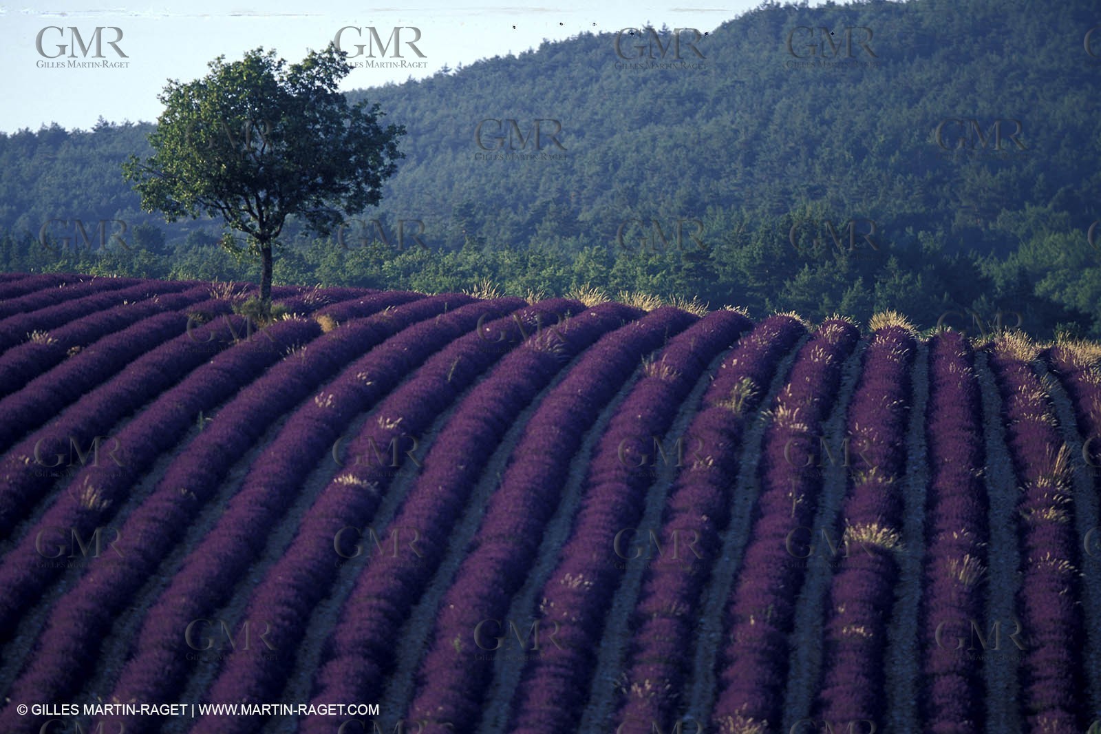 Lavander fields