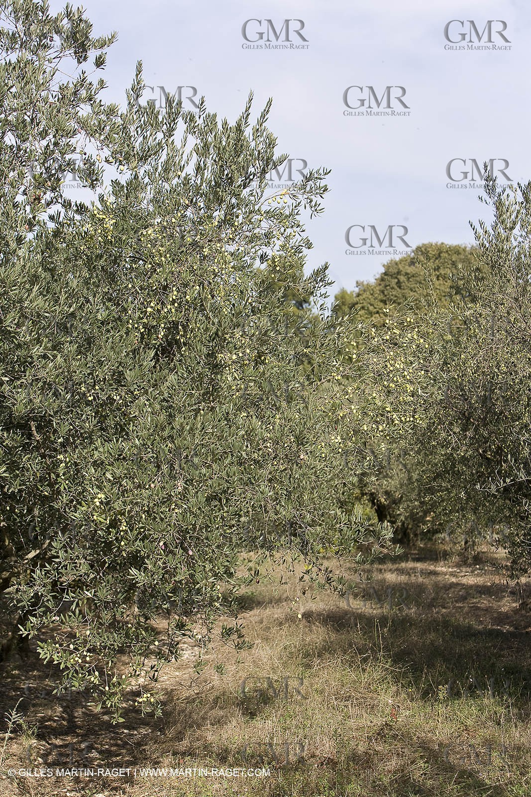 France, Provence, Oliviers, oliveraies, olive trees