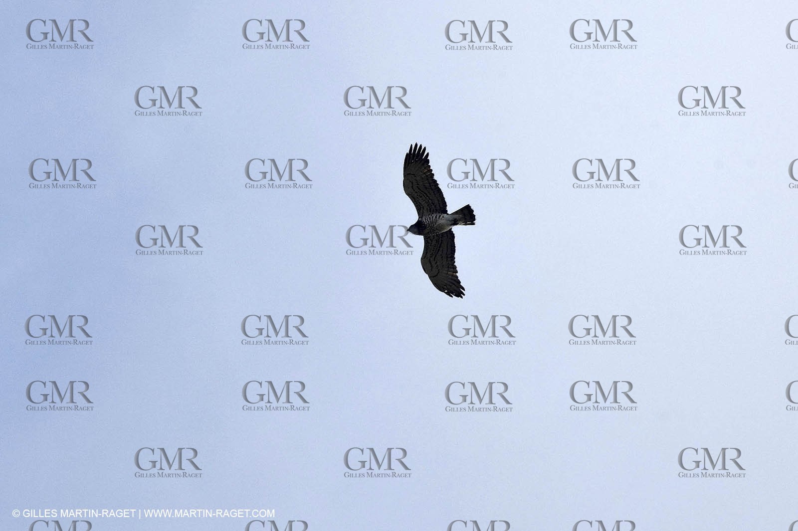 16 04 2009 - Marseille (FRA, 13) - Les Calanques - Sparrowhawk at Sormiou