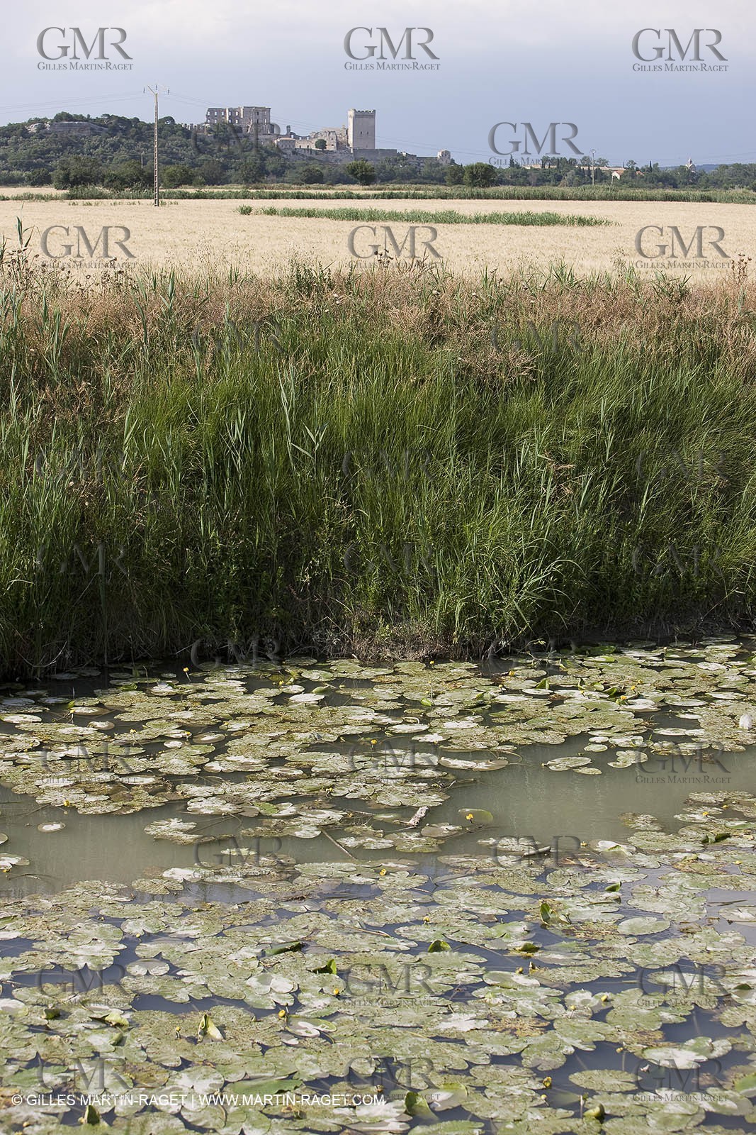 10 06 2008 - Arles and surroundings (FRA, 13) - Vincent Van Gogh south