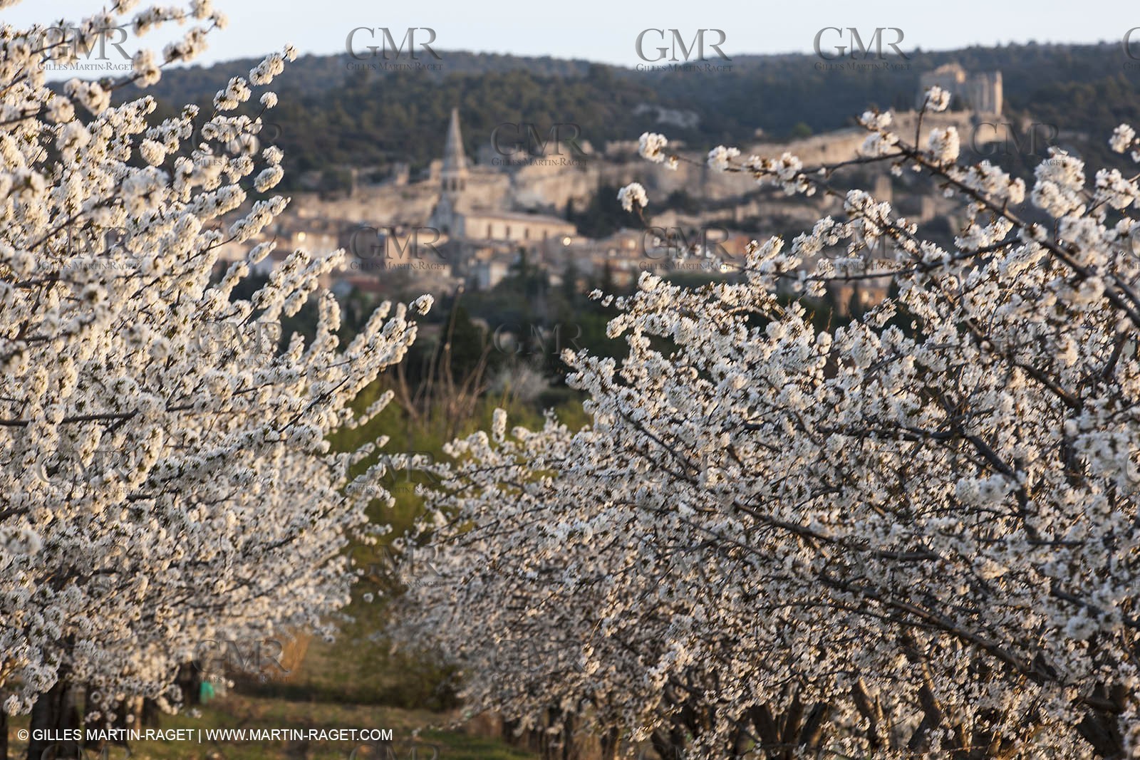 March 30th 2012 - Saint Saturnin les Apt (FRA, 84) - blooming cherry trees
