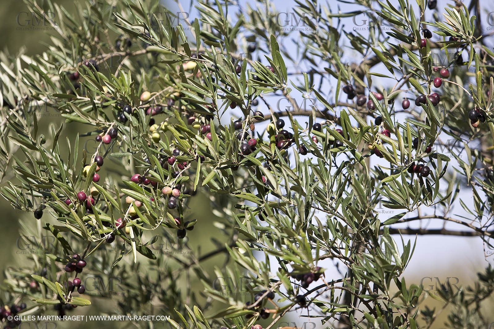 France, Provence, Oliviers, oliveraies, olive trees