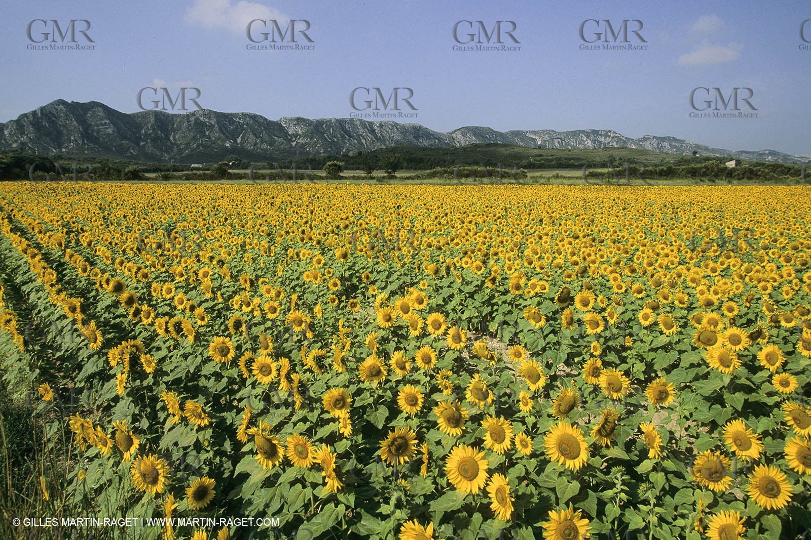 France, Provence, Champs de tournesols
