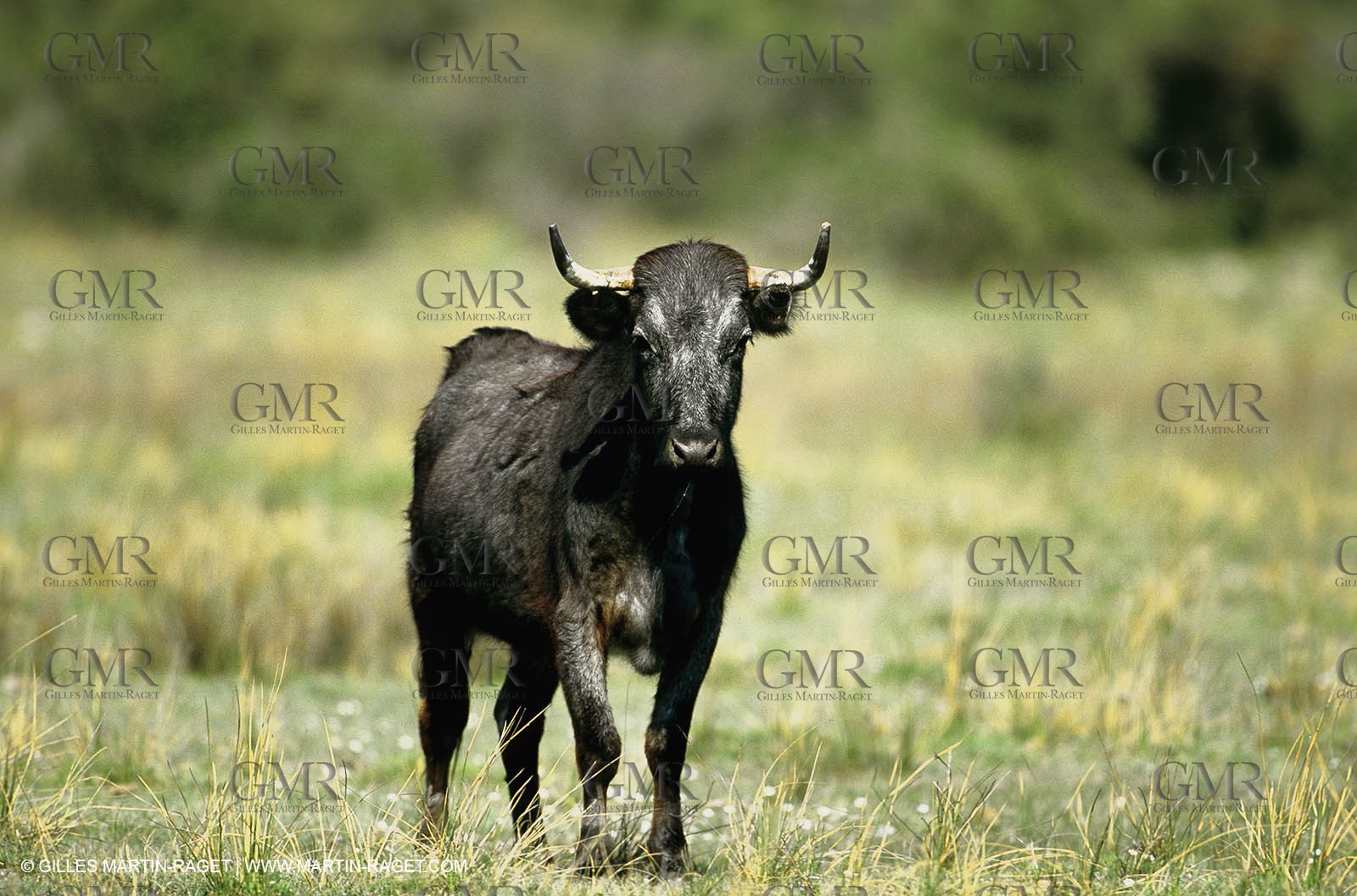 Bouches du Rhône, Camargue (FRA 13) - Camargue bulls