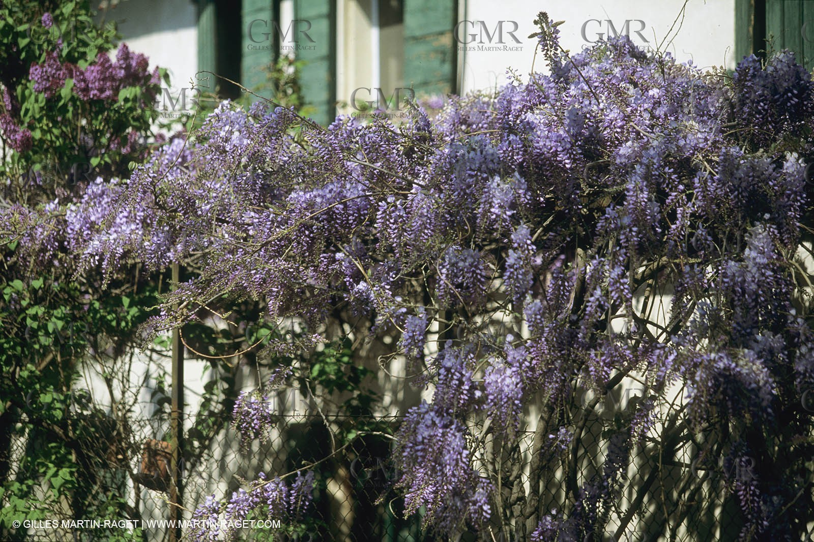 France, Provence, Glyines en fleur