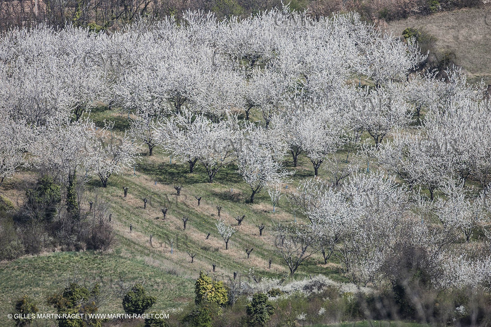 March 30th 2012 - Saint Saturnin les Apt (FRA, 84) - blooming cherry trees