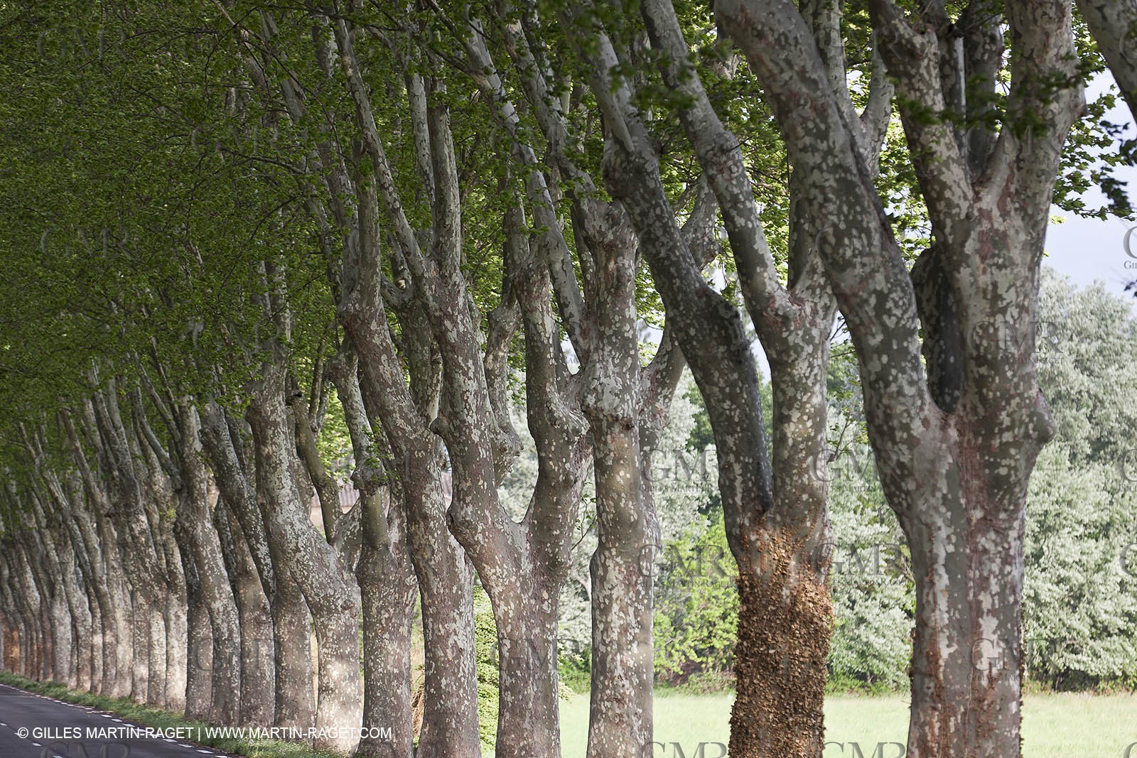 29 04 2012 ( Saint Rémy de Provence (FRA, 13) - Chaîne des Alpilles vers Romanin