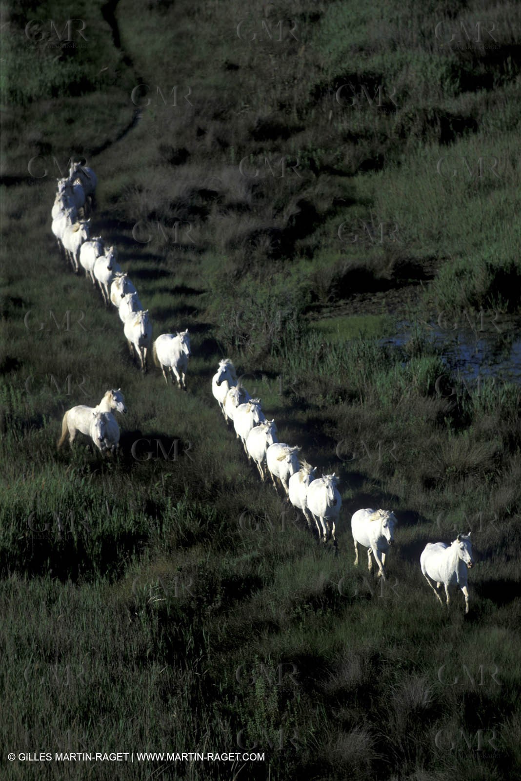 Camargue horses