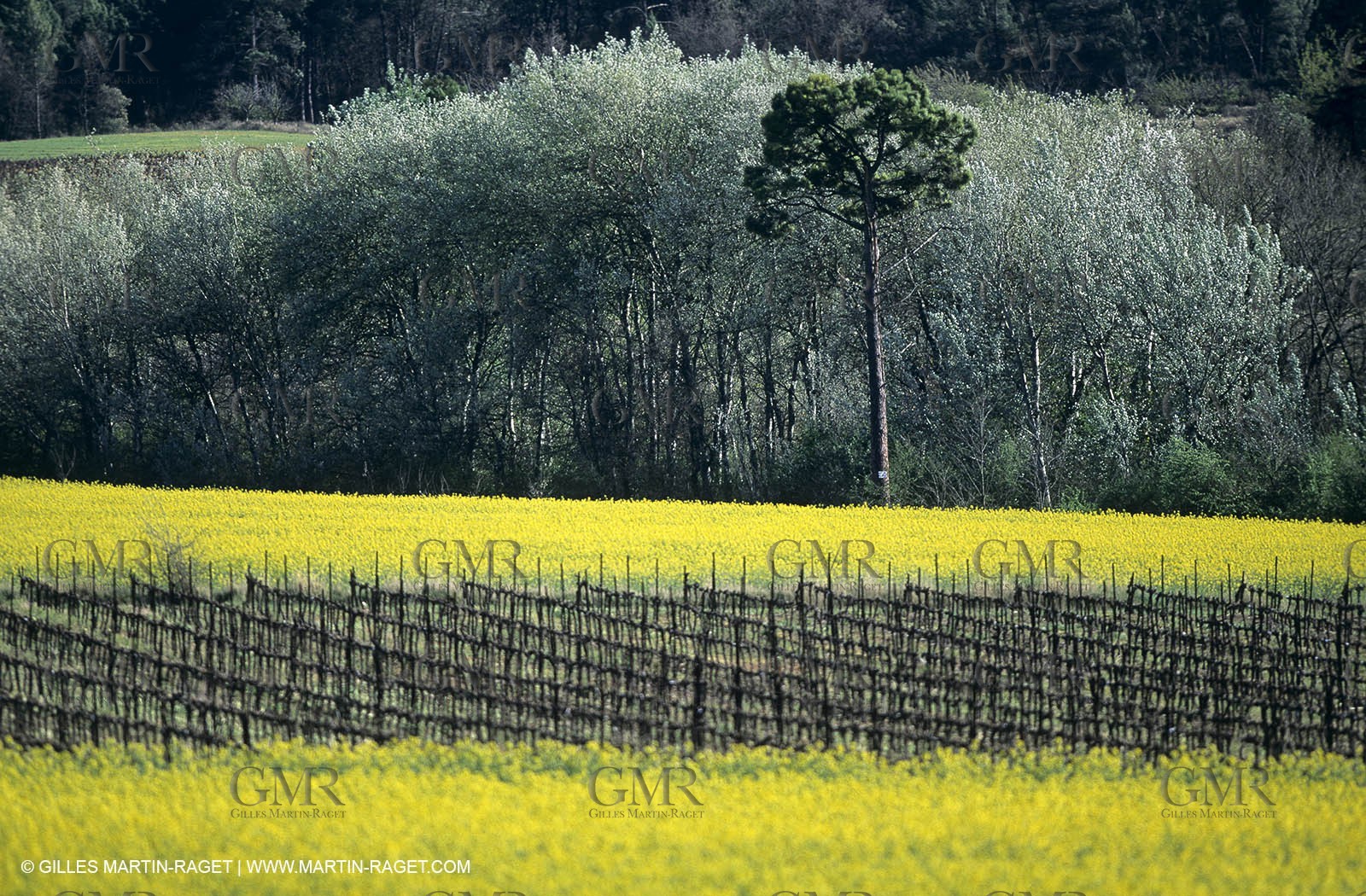 Alpilles (FRA,13), Rape fields