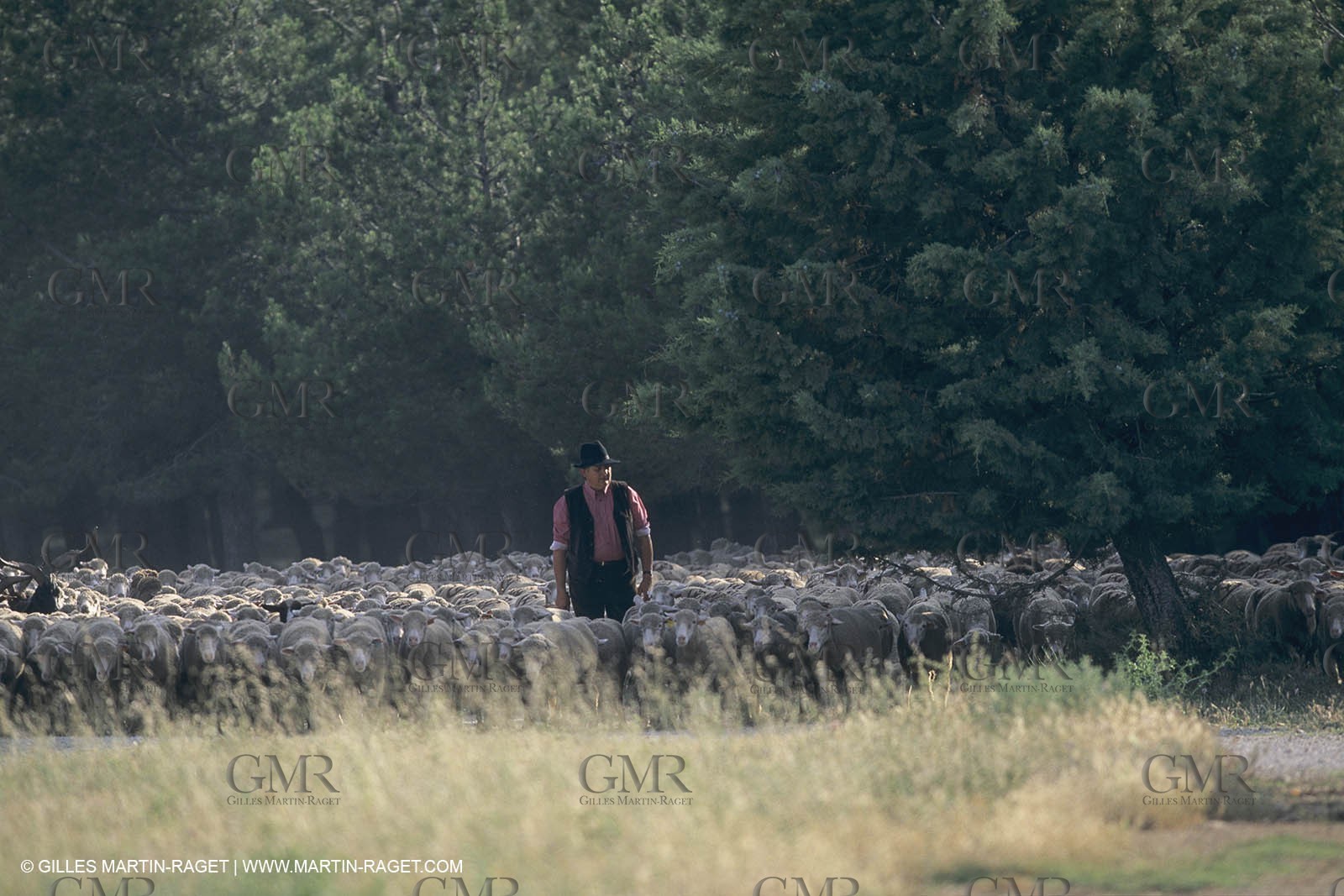 France, Provence, Moutons, bergers, élevage, transhumance