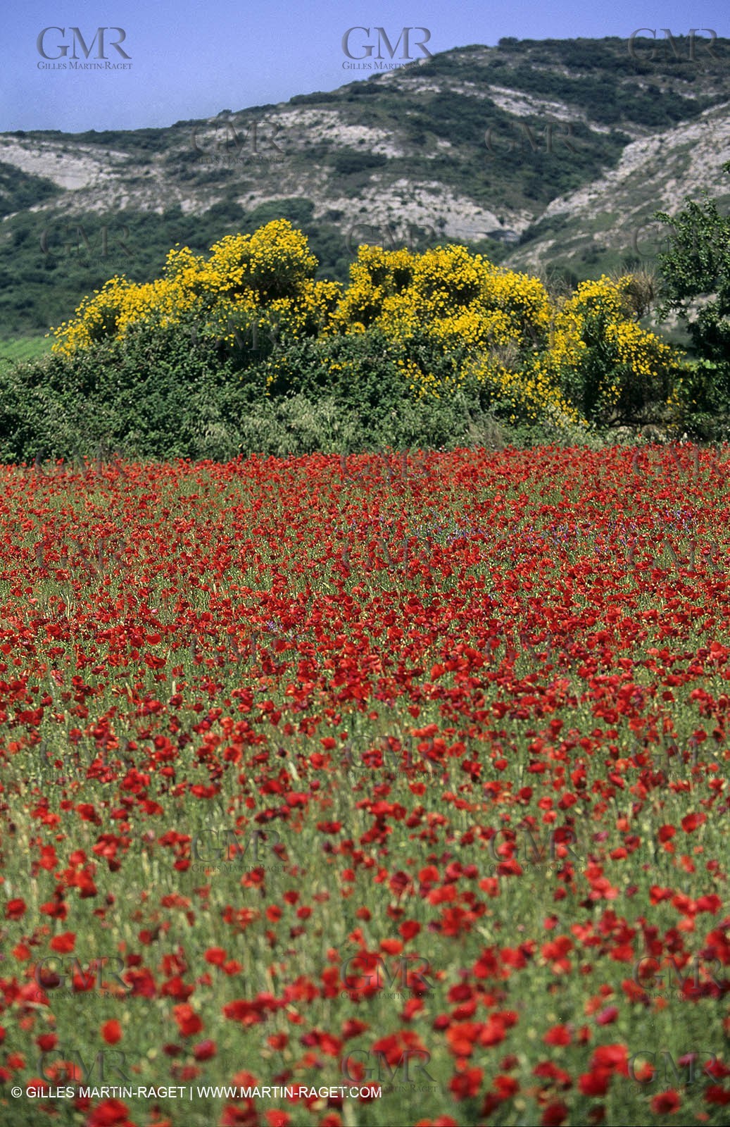 2000-2010- Les Alpilles (FRA,13) - Poppy fields