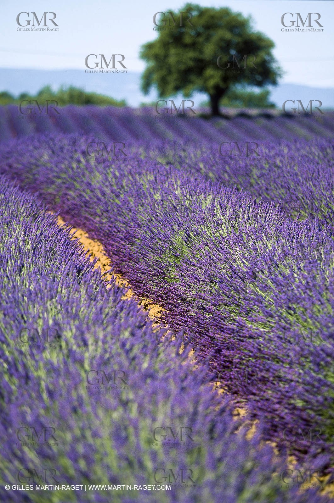 Hgher Provence - Lavender fields