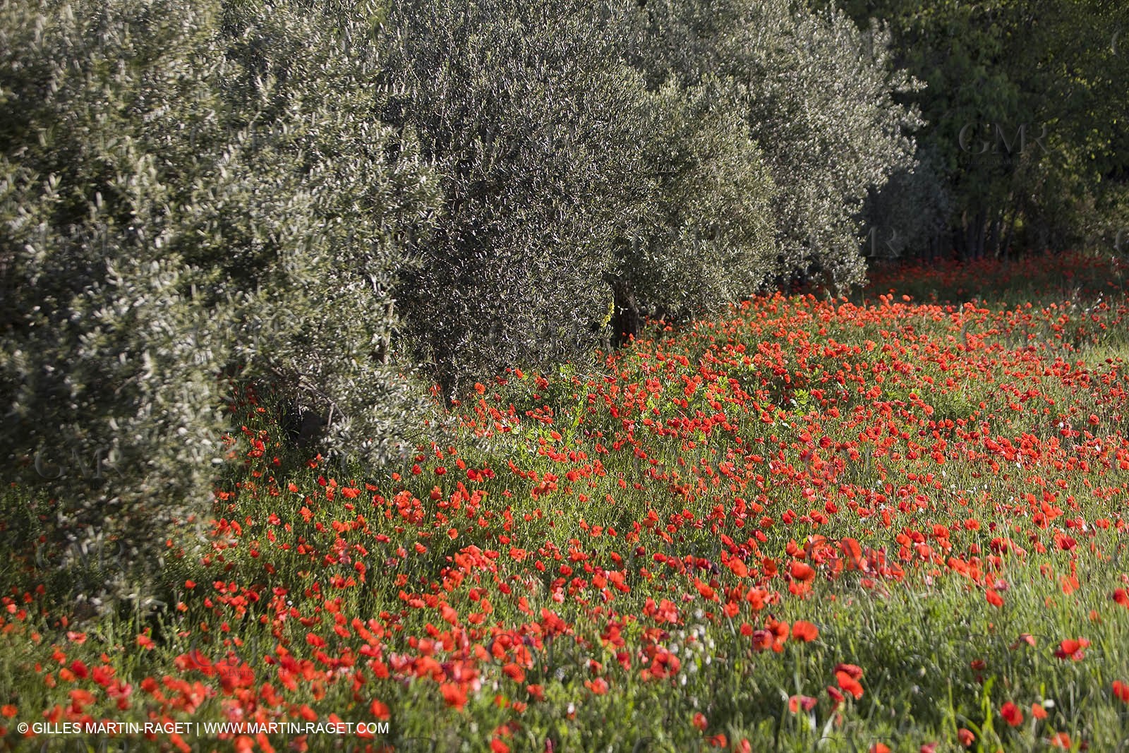 04 05 2008 - Saint Rémy de Provence (FRA, 13) - Alpilles hills landscapes