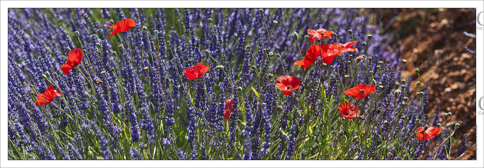 Produit : Tirage photo réalisé par nos soins sur imprimante jet d'encre professionnelle Epson à partir de 8 encres ultrachrome inaltérables (label Digigraphie).Formats au choix :. 20 x 60 cm. 33 x 95 cm- 52 x 150 cmChoix des papiers :. Papier standard brillant 250 gr., filet noir, marge blanche, tirage non signé. Papier haut de gamme satiné 290 gr. filet noir, marge blanche, tirage vérifié et signé par l'auteur.. Autres supports (canvas, acrylique, dibond) sur demandeConditionnement : tube cylindrique renforcé.Options pour l'expédition : . colissimo + dépôt boîte aux lettres (France uniquement). Colissimo avec signature à réception. Transporteur express (2 jours ouvrés) avec signature à réceptionCliquez sur caddie pour sélectionner votre formule et démarrer la procédure de commande en ligne