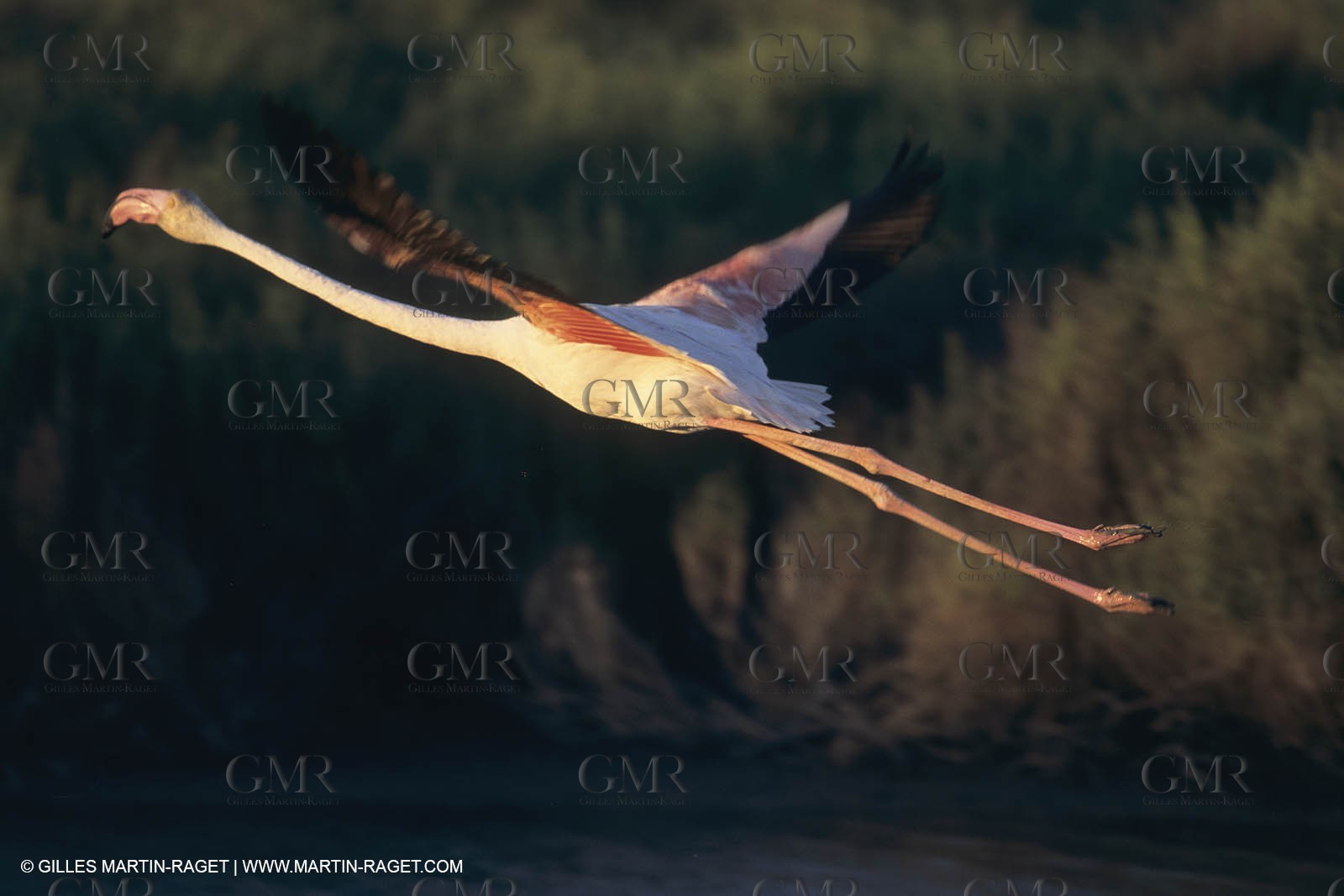 France, Provence, Camargue, Birds, Flamants, flamingos