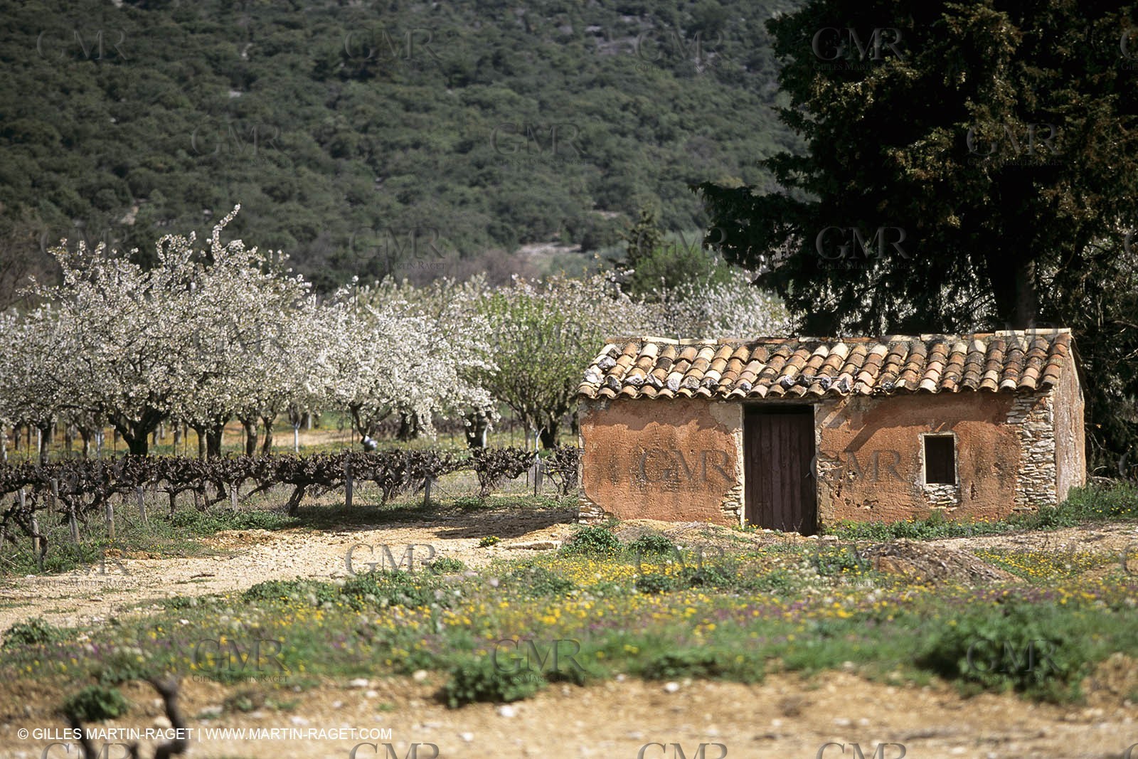 Luberon in winter near Saint Satrunin les Apt (FRA,84)