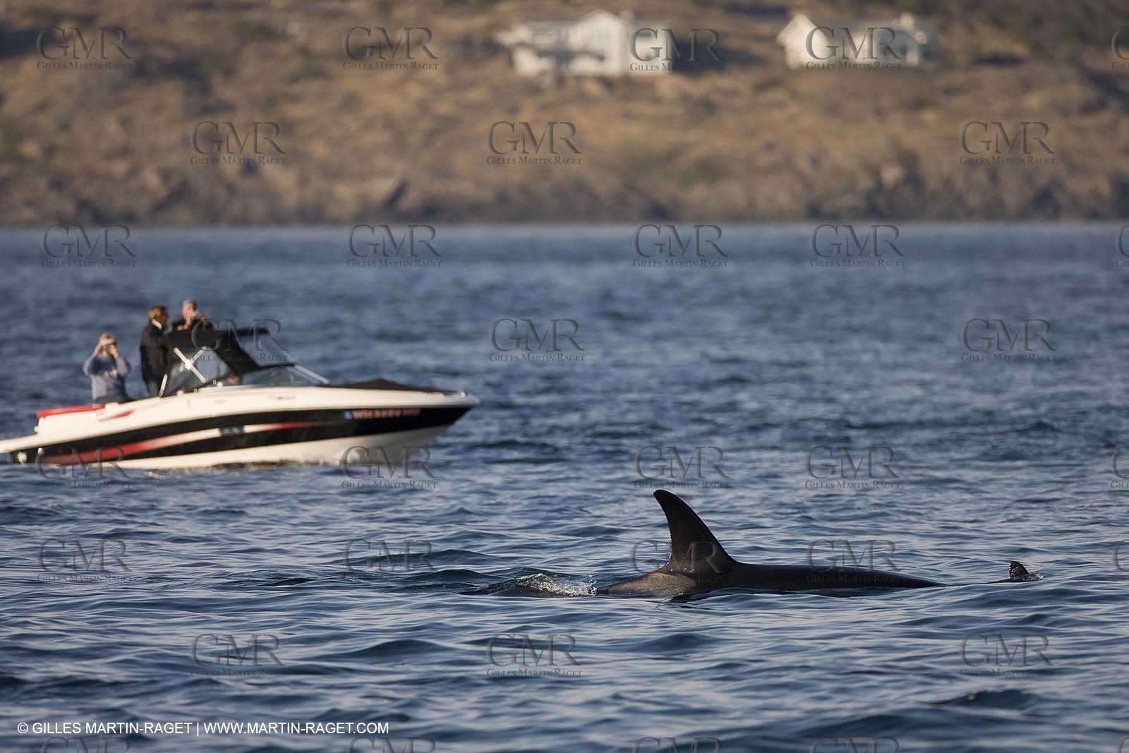 Marine animals