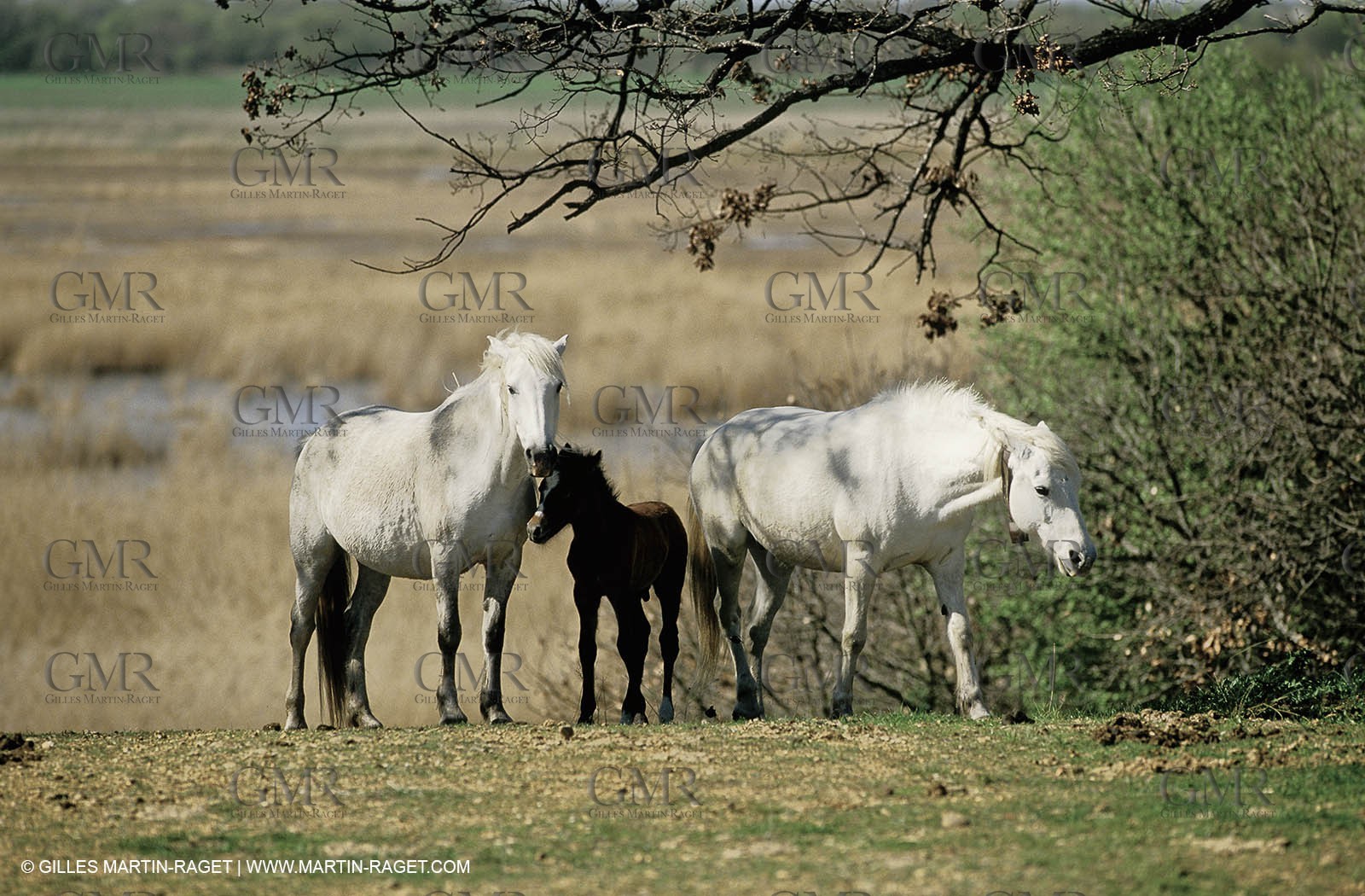 2000-2010- Arles - Les Saintes Maries de la mer (FRA,13) - Camargue horses