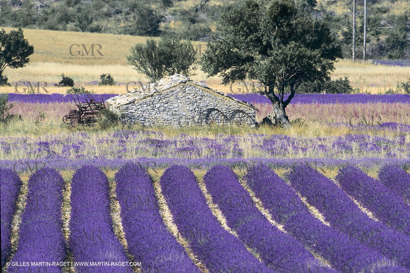 France, Provence, Lavender fields