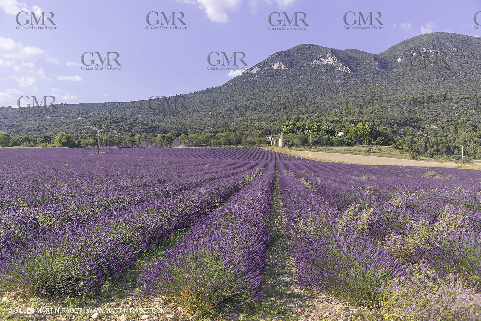21 06 2018,Rustrel (FRA, 84), champs de lavande