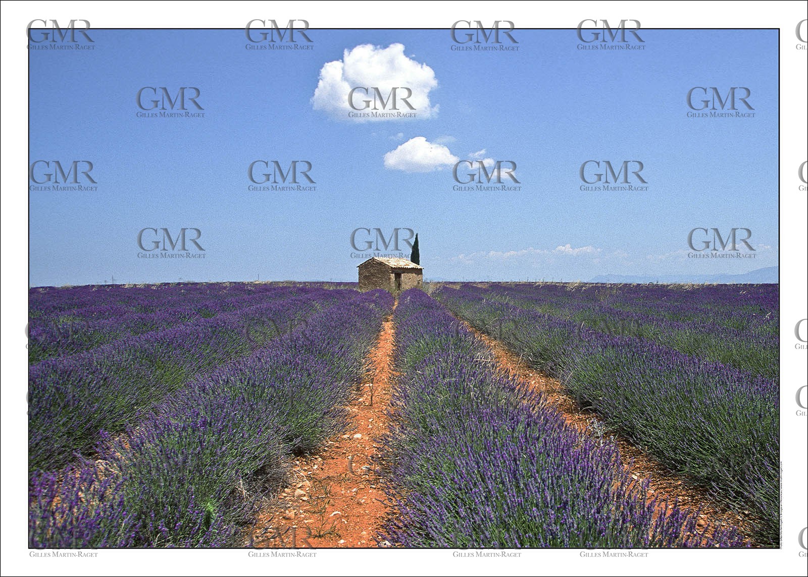 Lavander 9