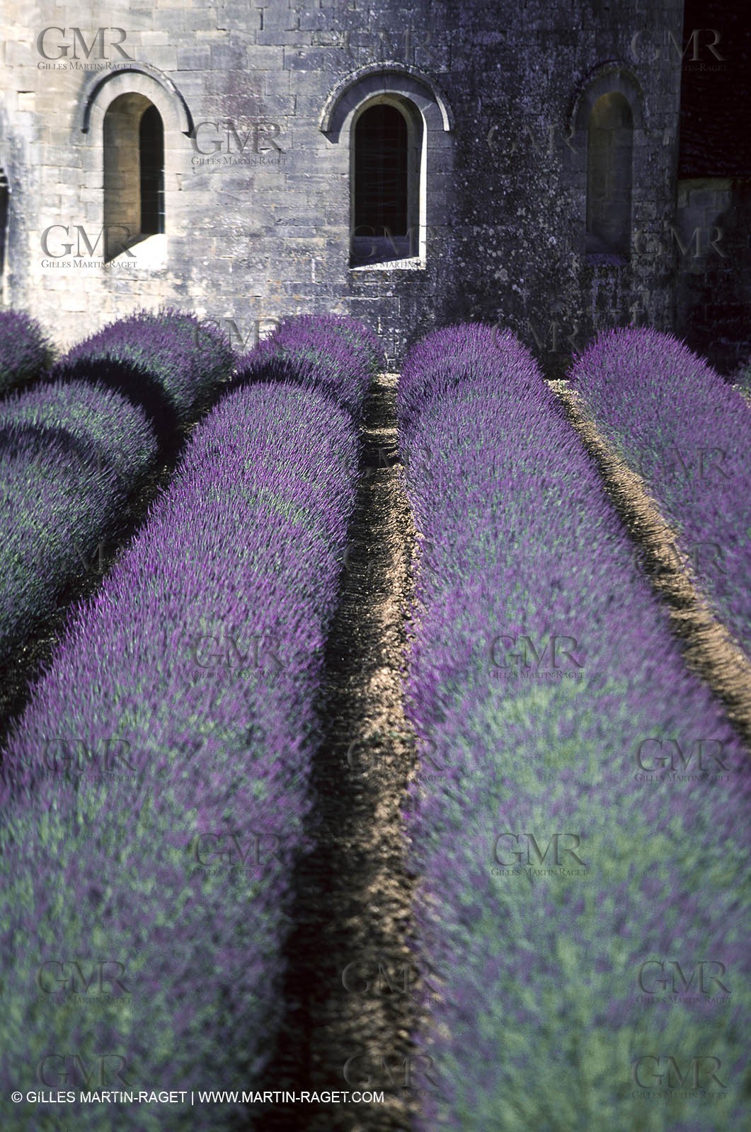 Hgher Provence - Lavender fields