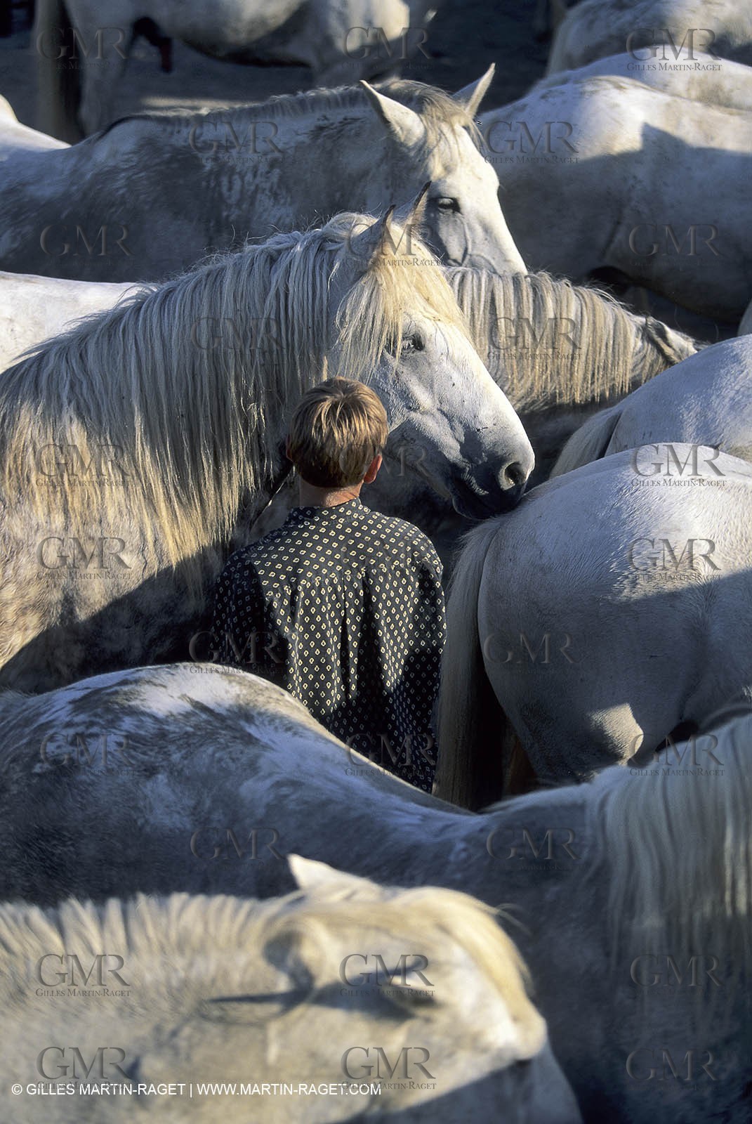 Camargue horses
