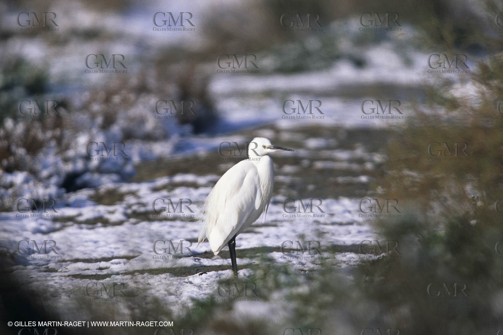 Provence under snow - Camargue