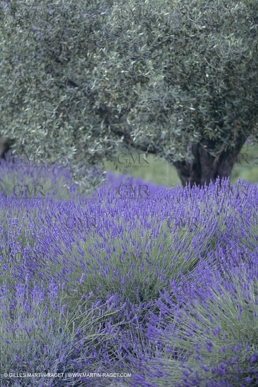 France, Provence, Lavender fields