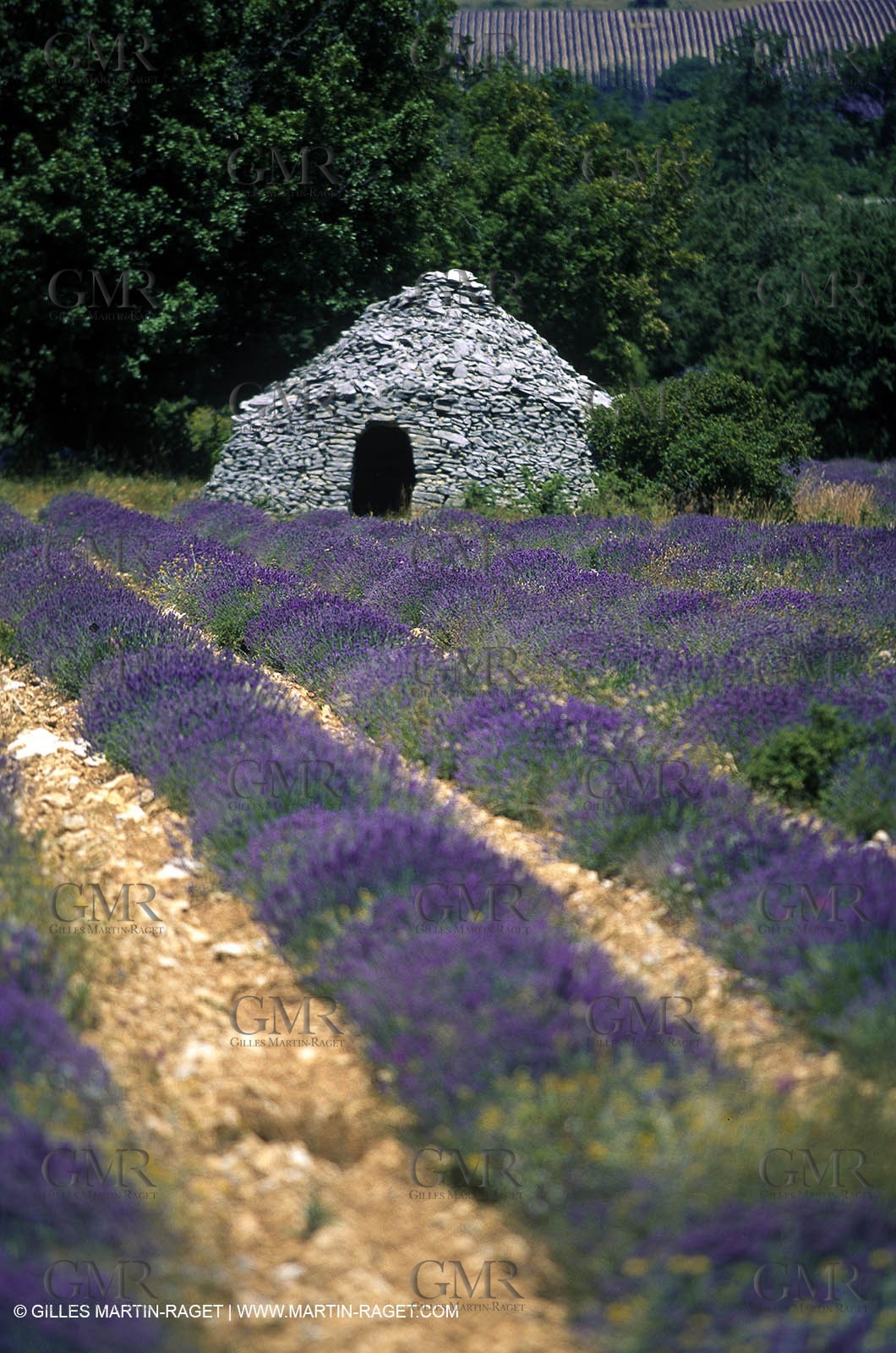 Hgher Provence - Lavender fields