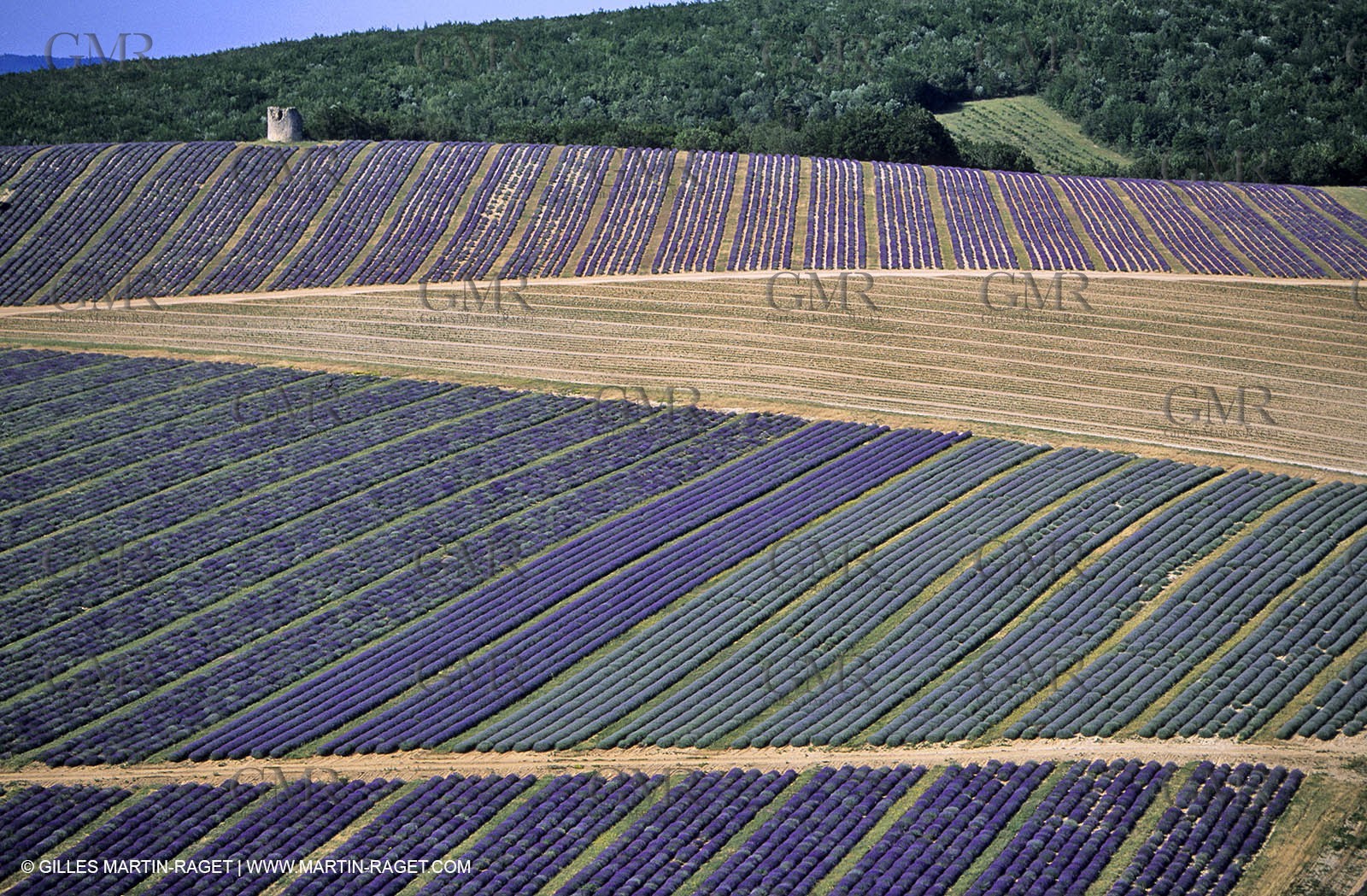 lavander fields , 2005 , Sault plateau
