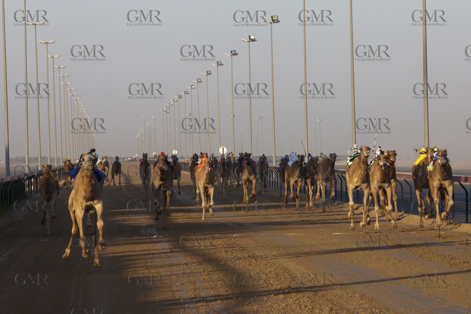 20 11 2010 - Dubai (UAE) - Camel races