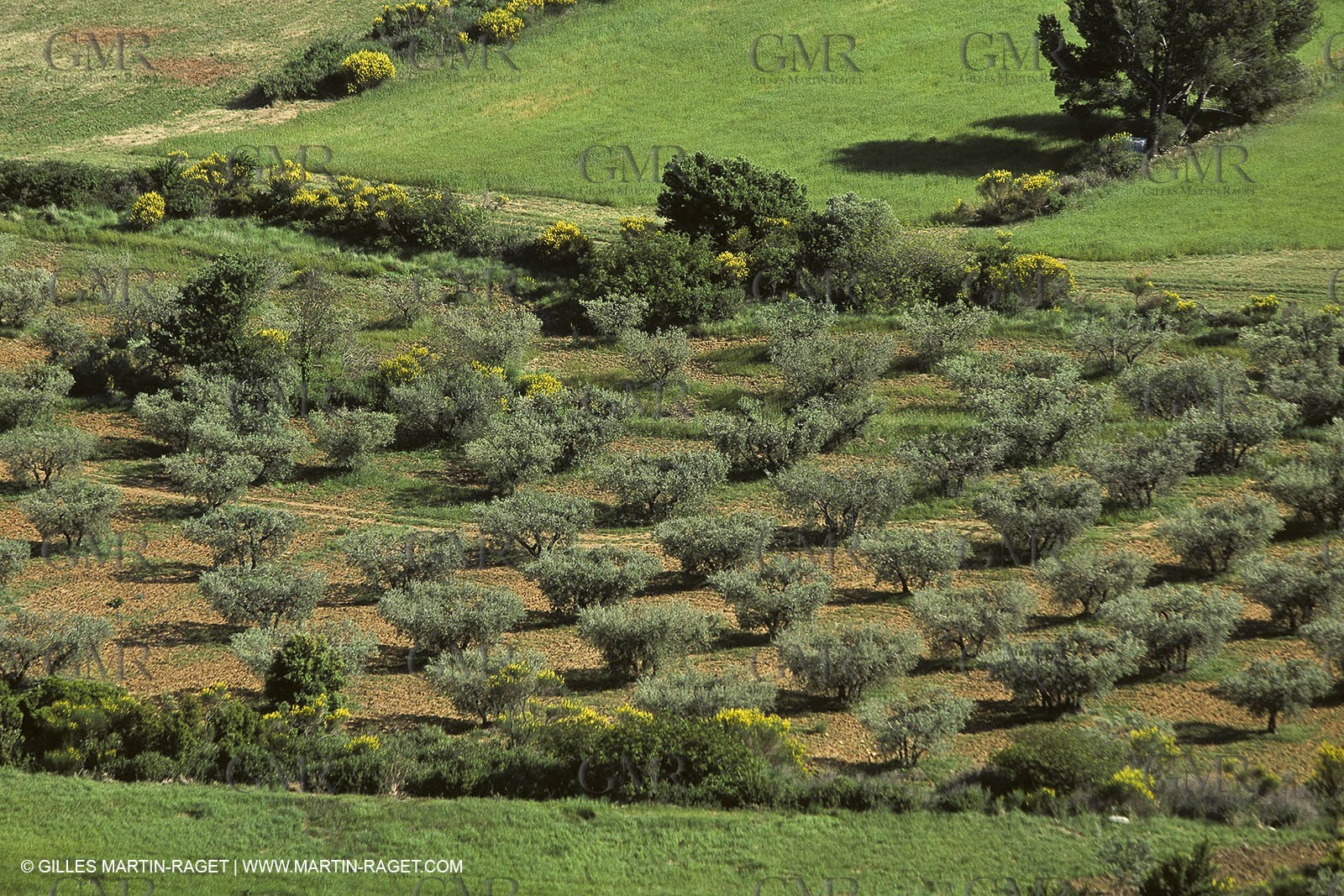 France, Provence, Oliviers, oliveraies, olive trees