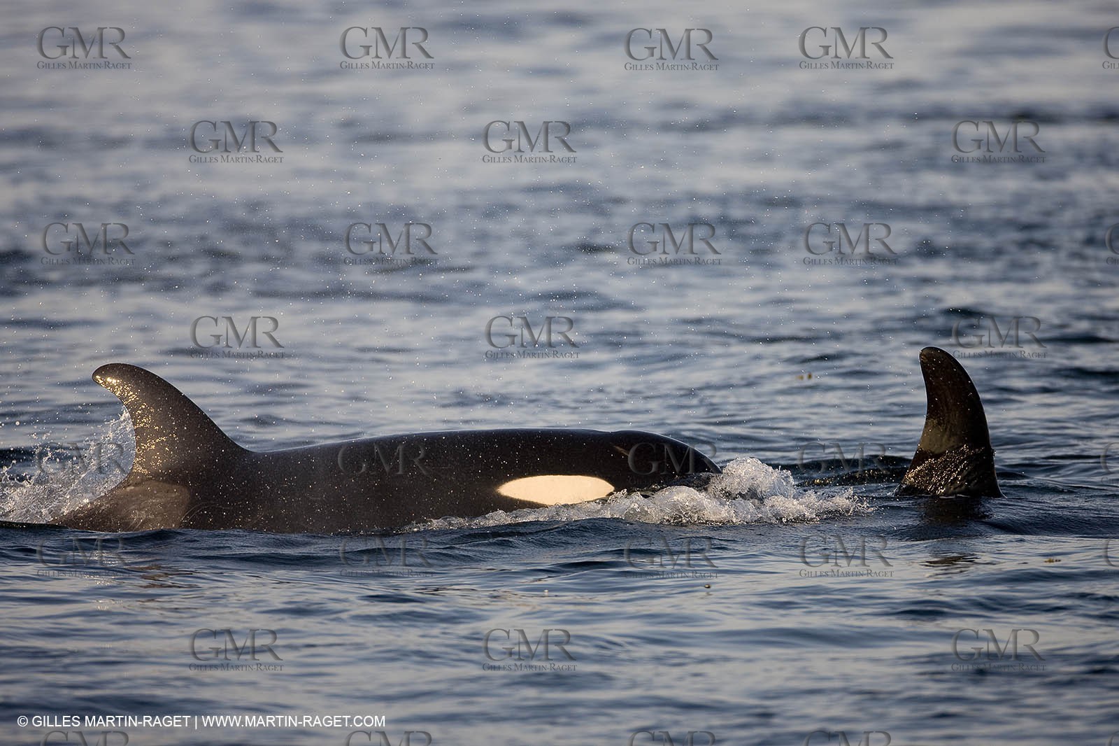 Marine animals