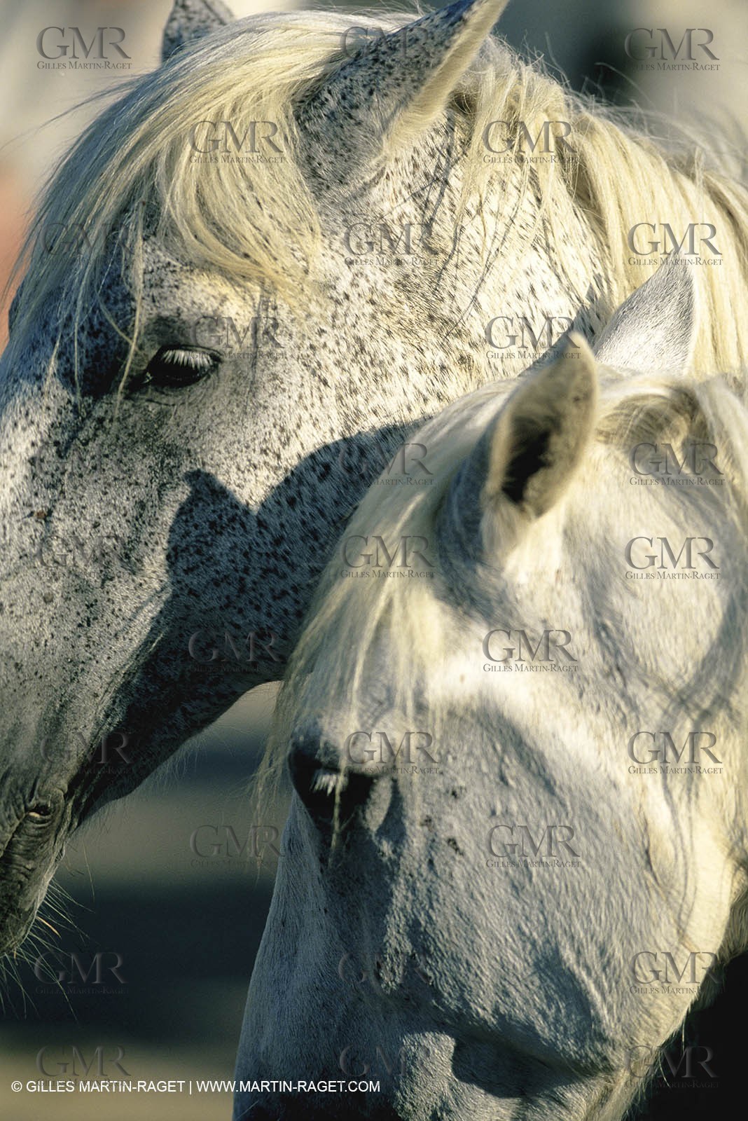 2000-2010- Arles - Les Saintes Maries de la mer (FRA,13) - Camargue horses