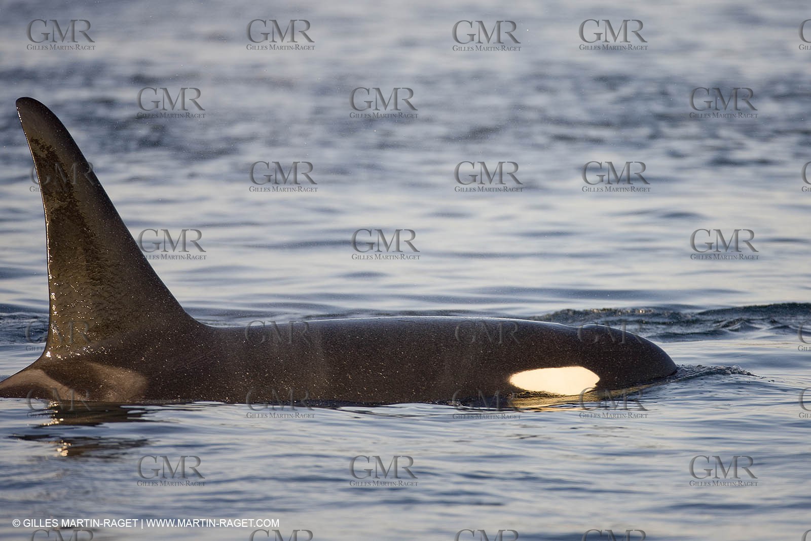 Marine animals