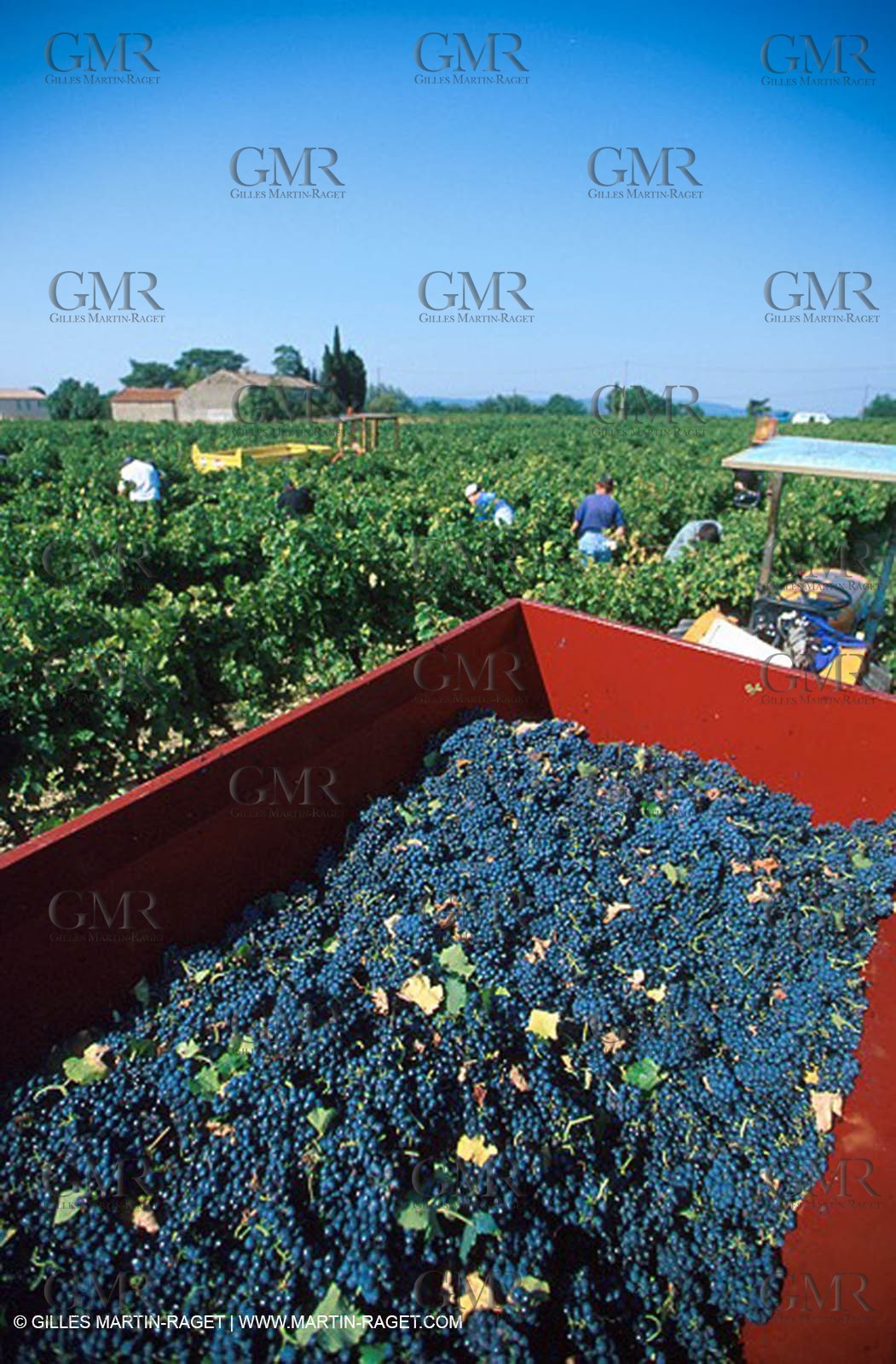 Wine - vineyards - Harvest