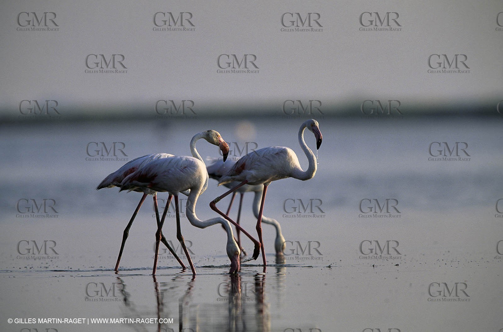 Pink Flamingos - Camargue