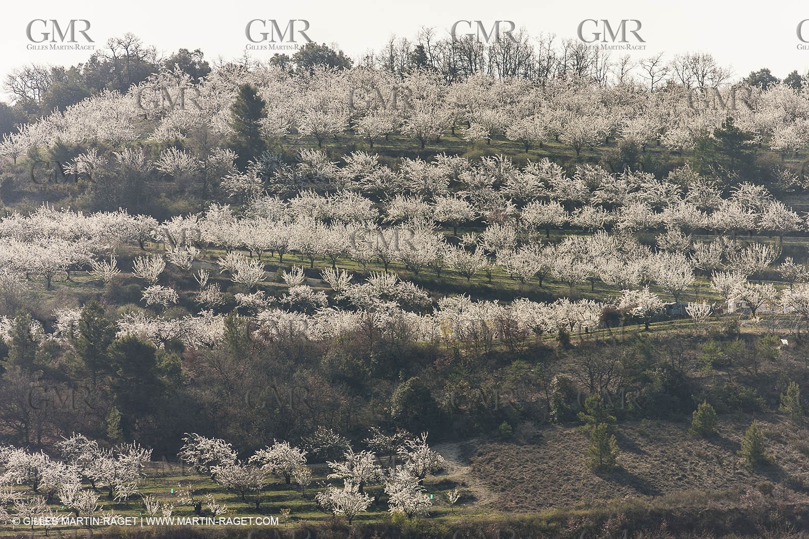 March 30th 2012 - Saint Saturnin les Apt (FRA, 84) - blooming cherry trees